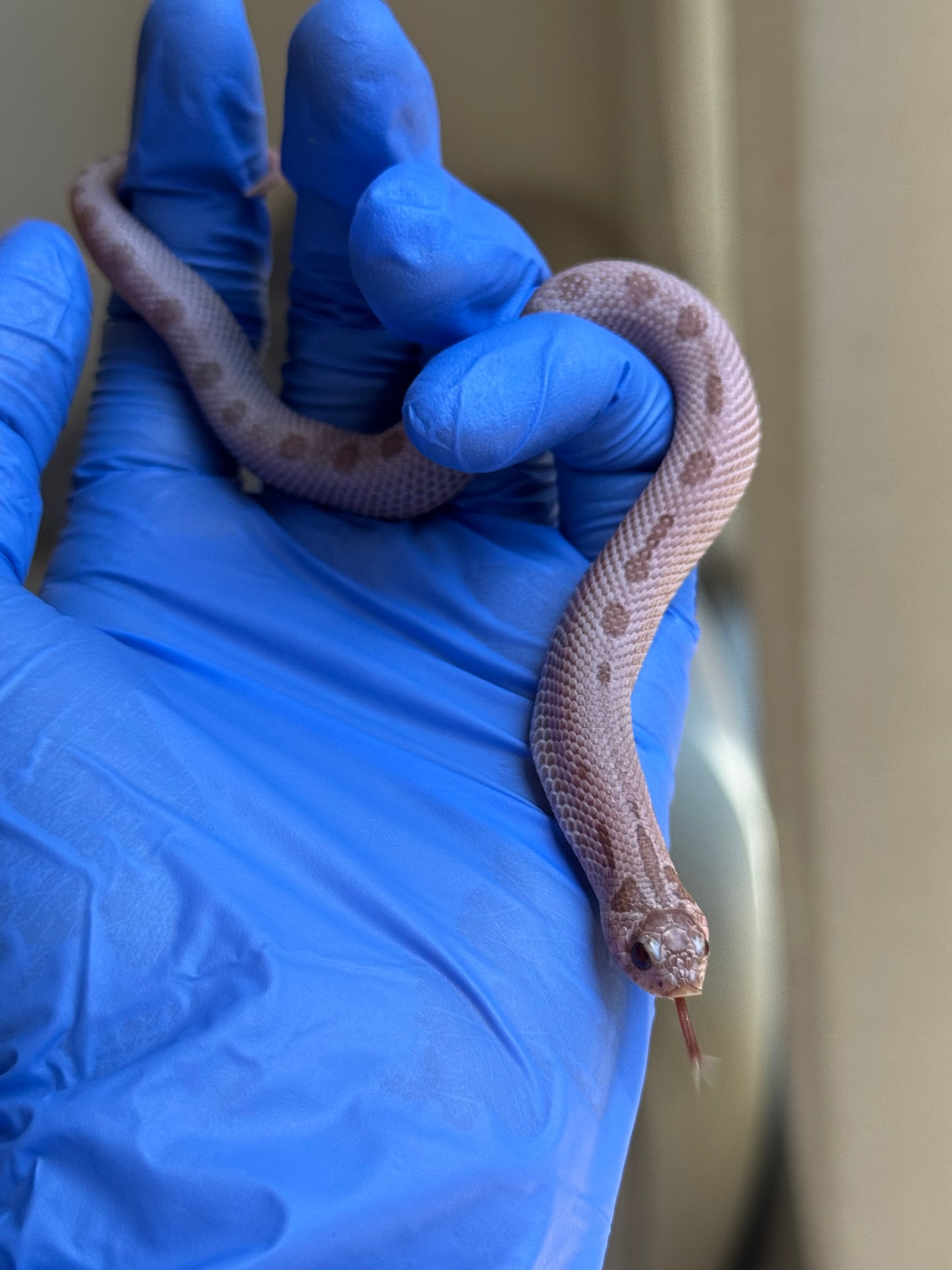 2025 超級北極邁泰康達 ♂ (H25334)