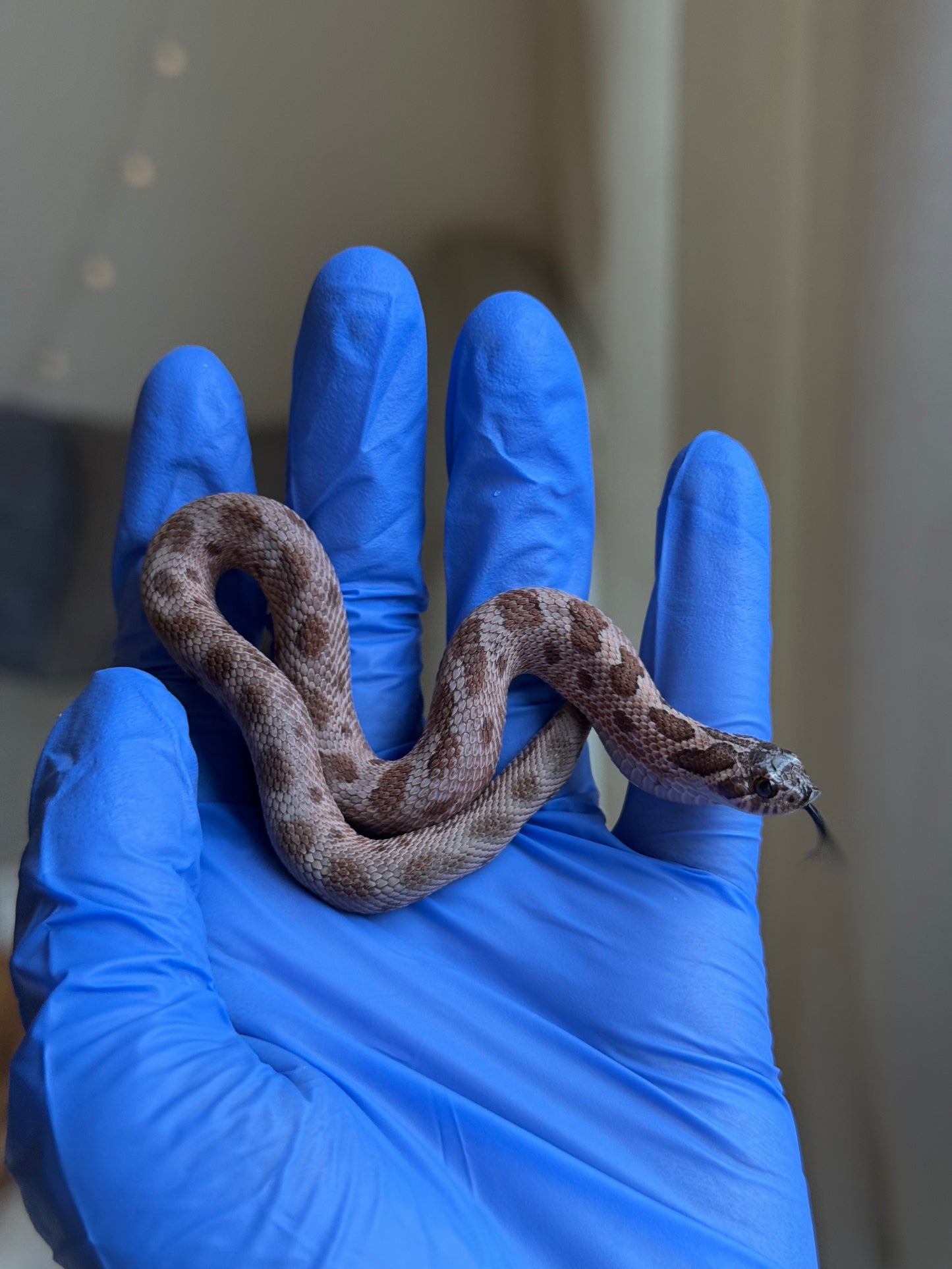 2025 北極紫貂康達Het太陽爆炸 ♀ (H25365)