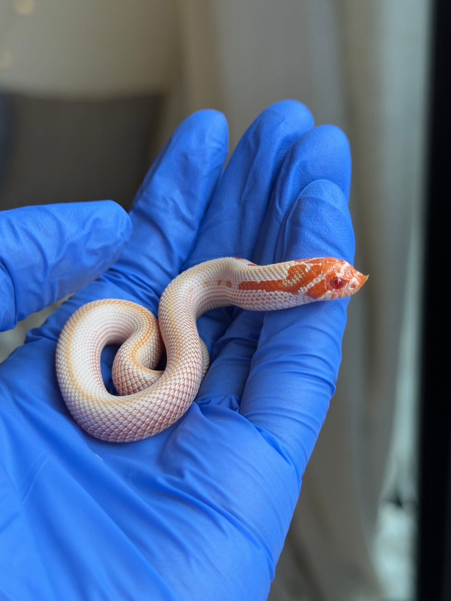 2025 白化超級康達50%彩色爆風血系66%ph瑞士巧克力 ♀ (H25442)