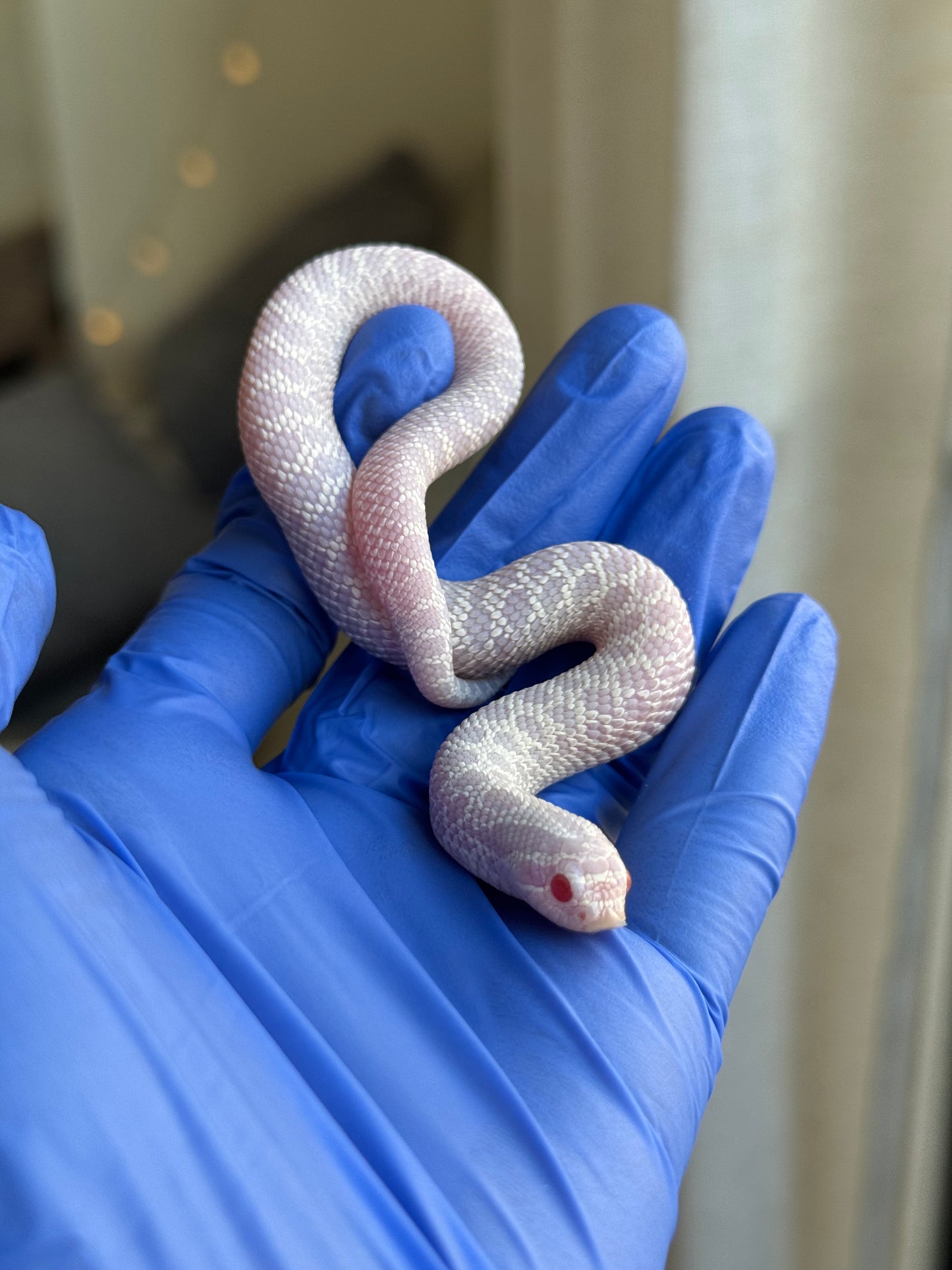 2025 幽靈雪白 ♀ (H25166)