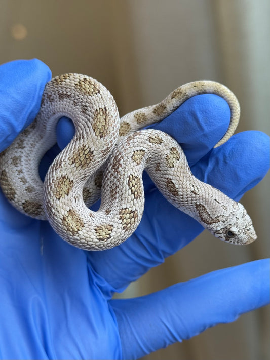 北極康達鬼臉50%ph薰衣草