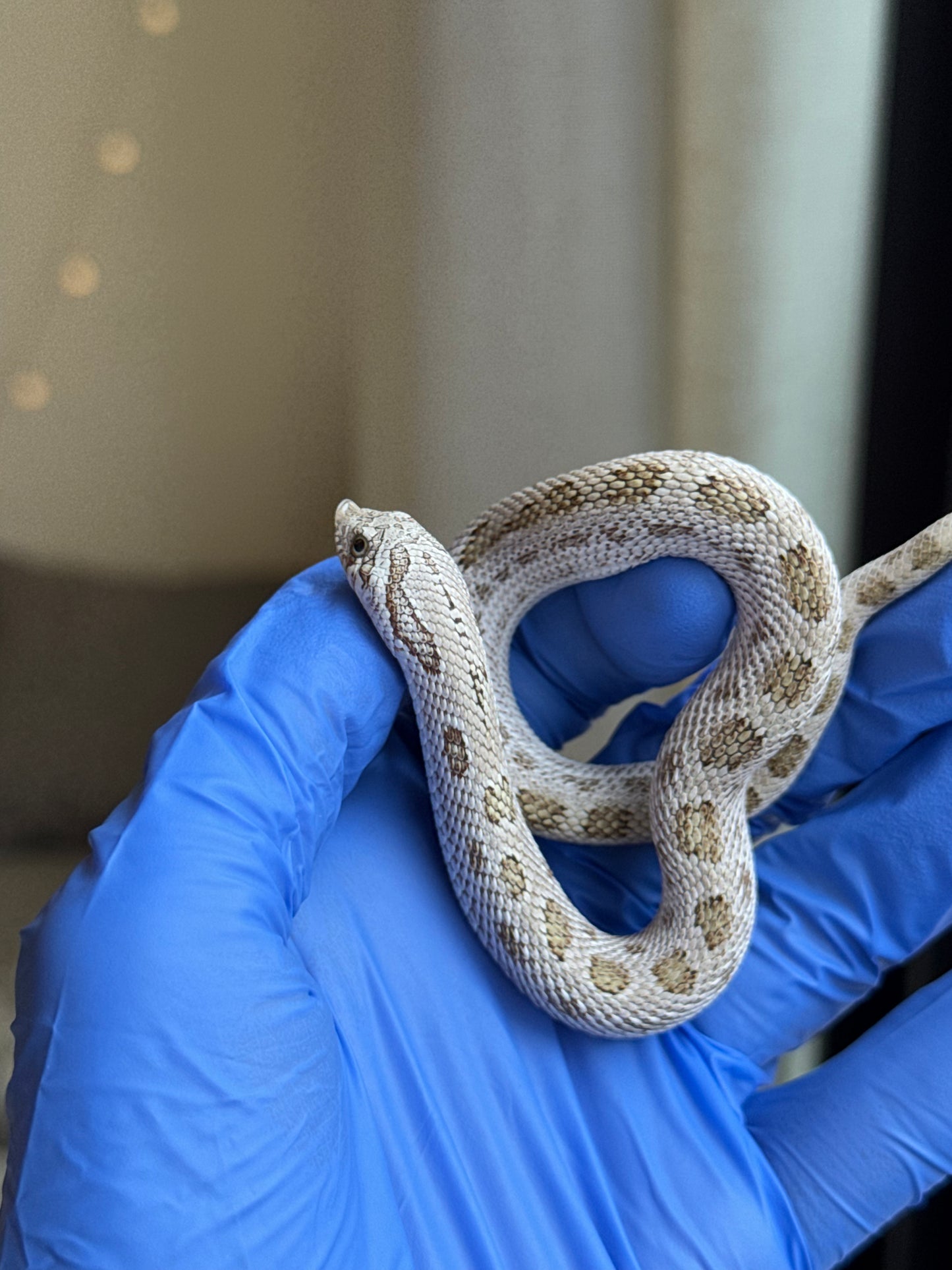 2025 北極康達鬼臉50%ph薰衣草 ♂ (H25317)