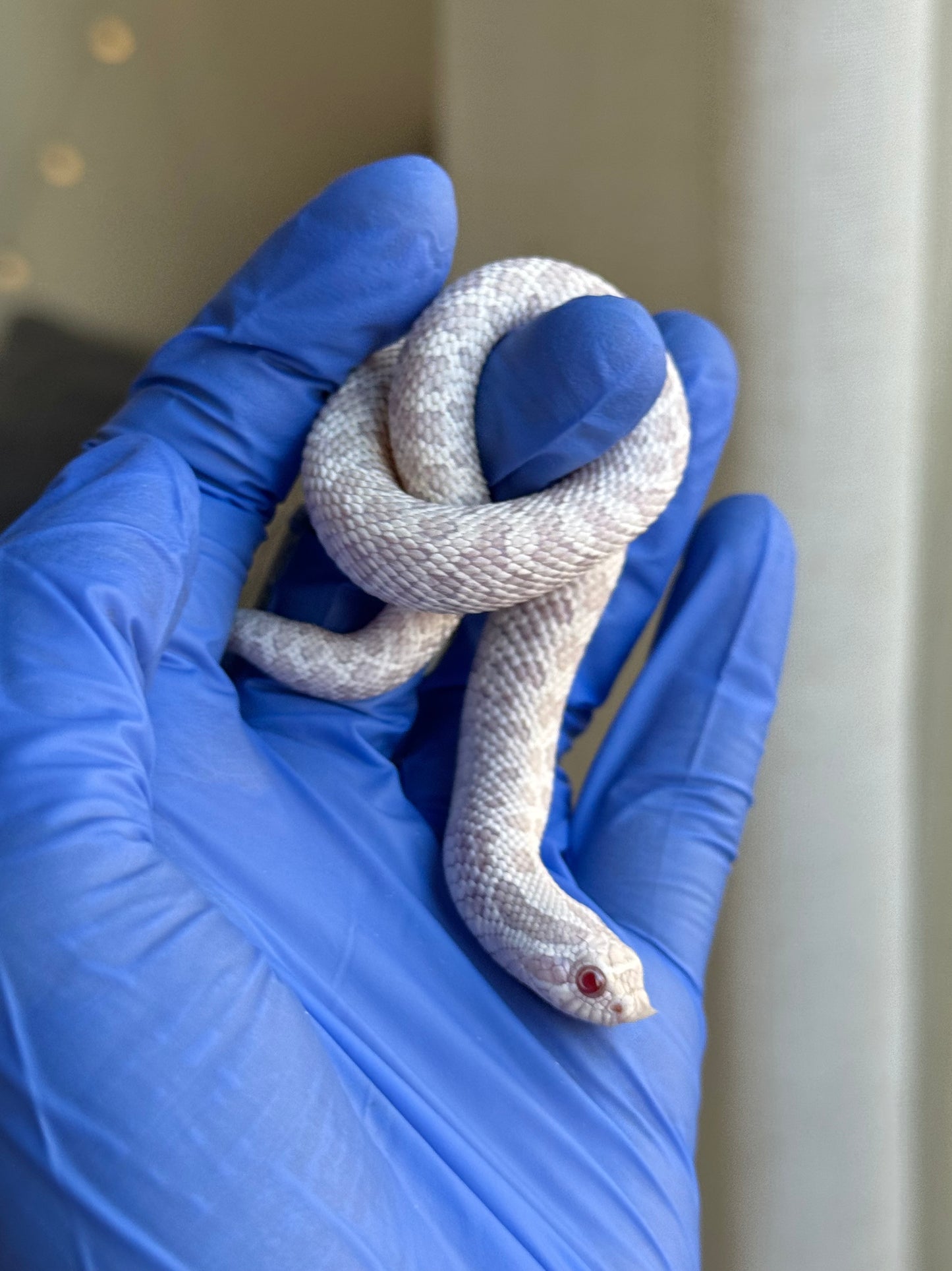 2025 雪白 ♀ (H25085)