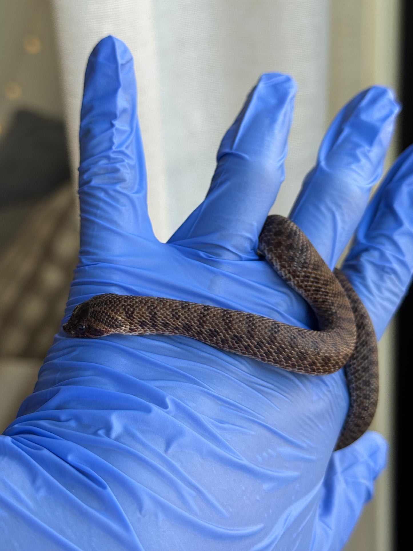 2025 瑞士巧克力Pos北極66%ph白化ph薰衣草 ♀ (H25279)