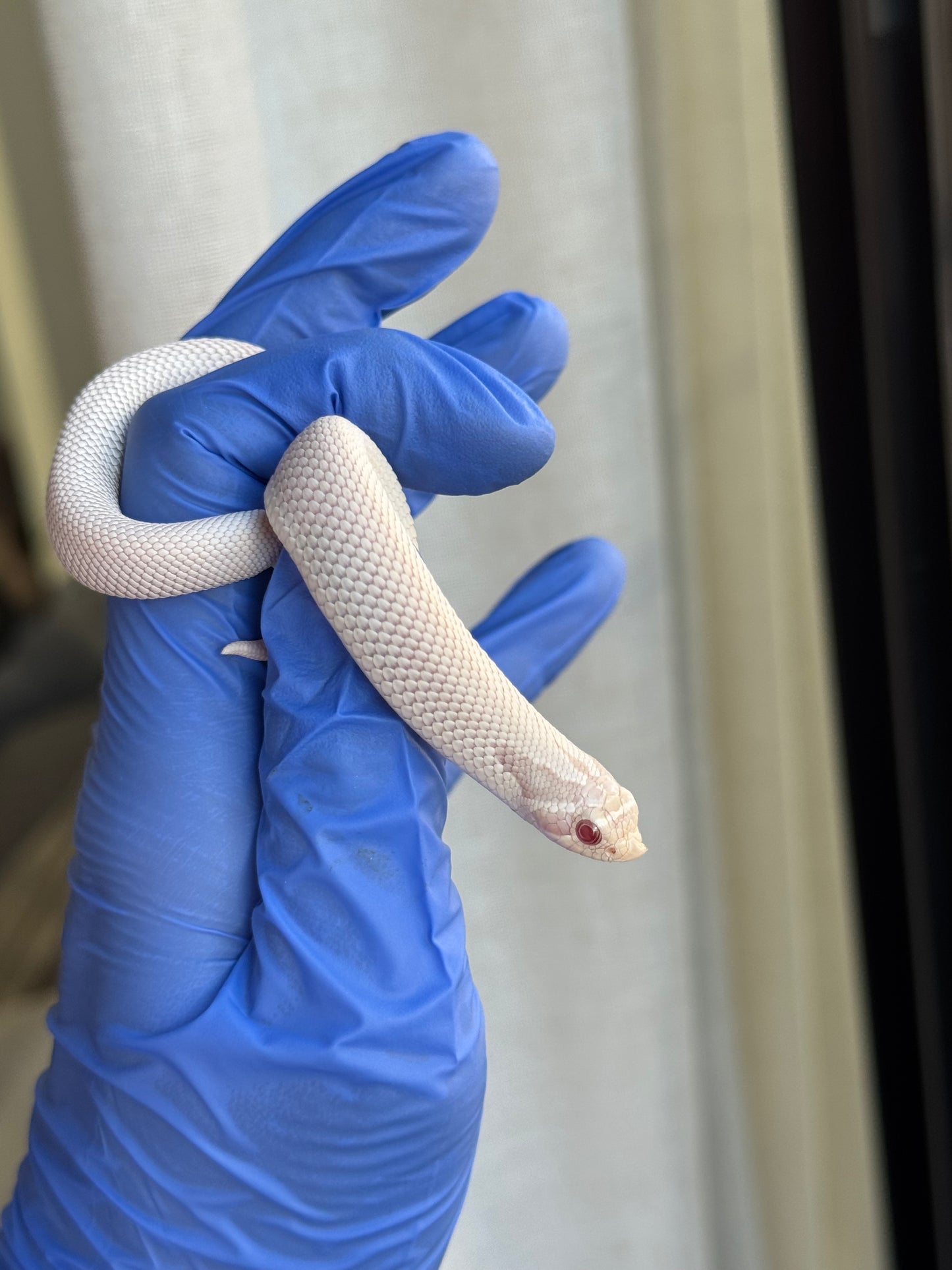 2025 雪白超級康達 ♀ (H25157)