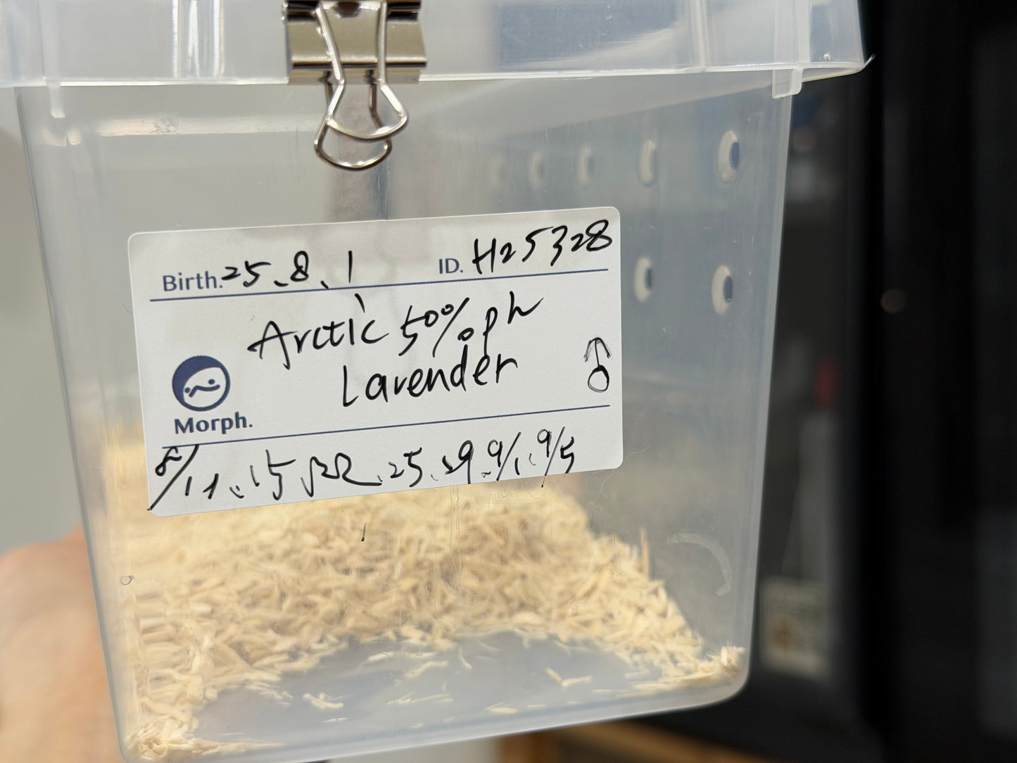 2025 *競標*北極50%ph薰衣草 ♂ (H25328)