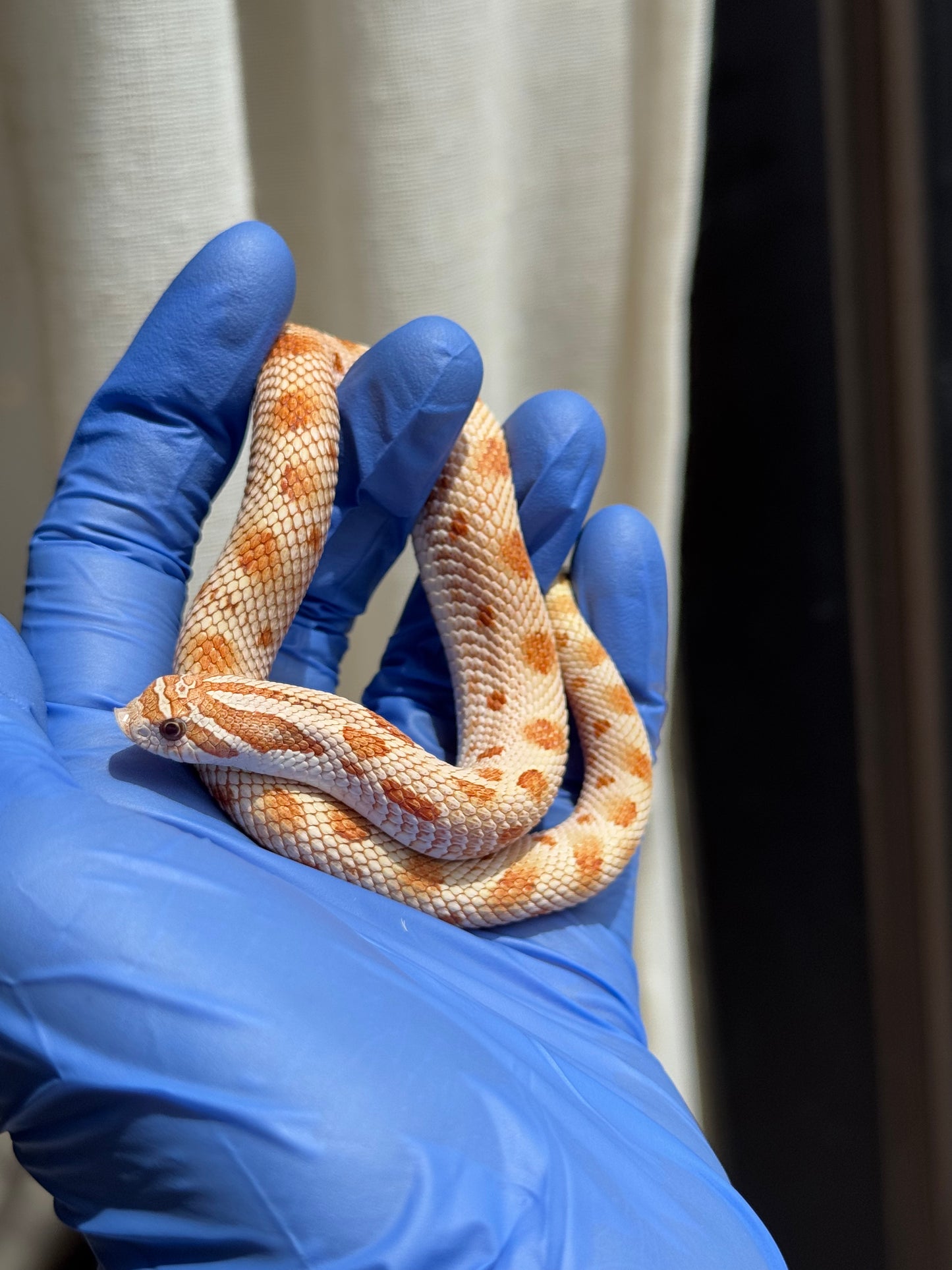 2025 太妃康達Het紫貂 ♀ (H25069)