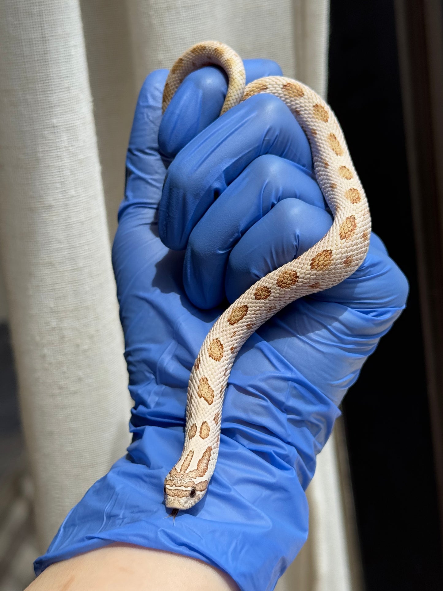 2025 北極太妃康達66%ph紫貂 ♀ (H25074)