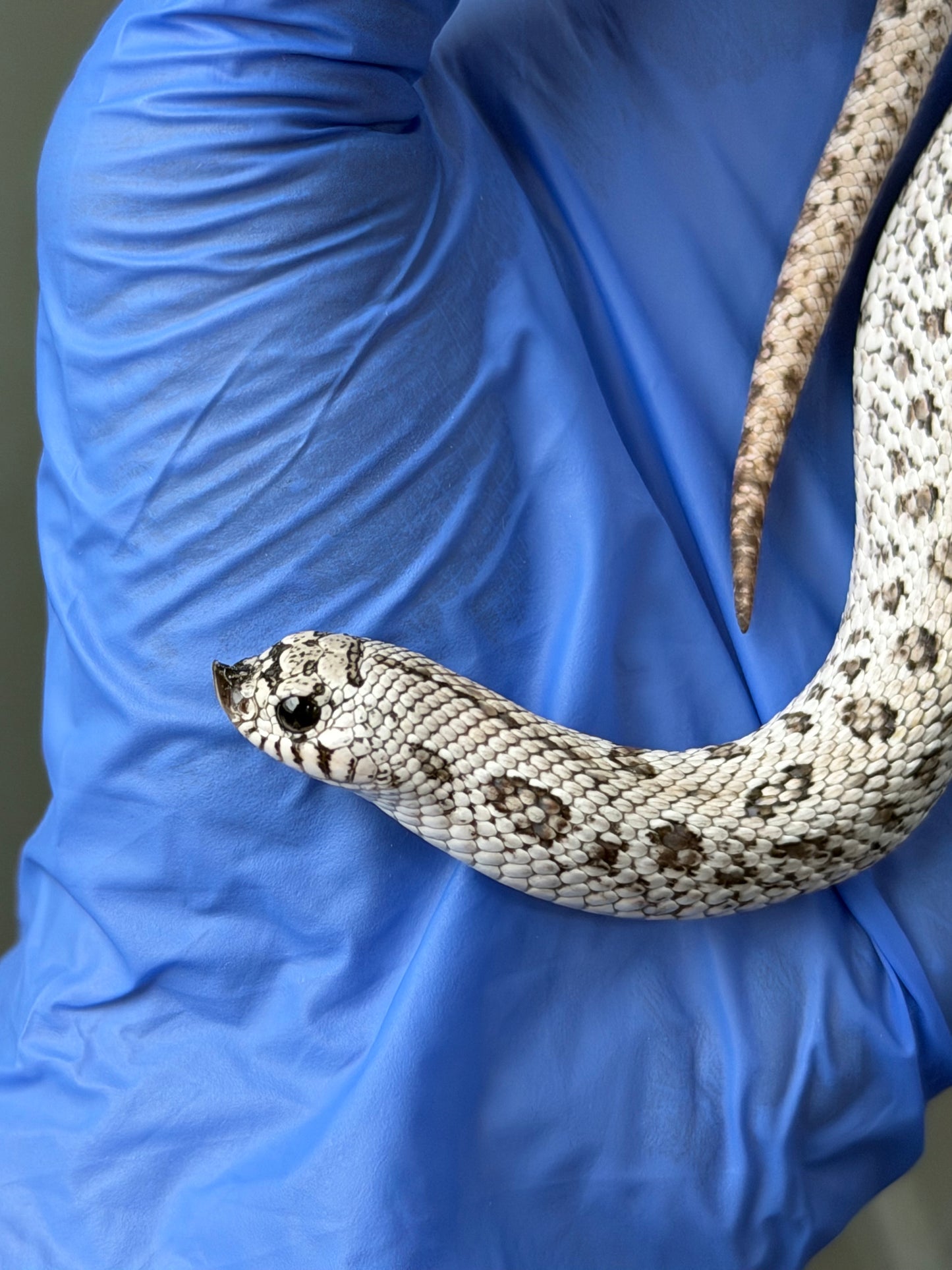 2025 超級北極鬼臉50%ph薰衣草 ♂ (H25315)