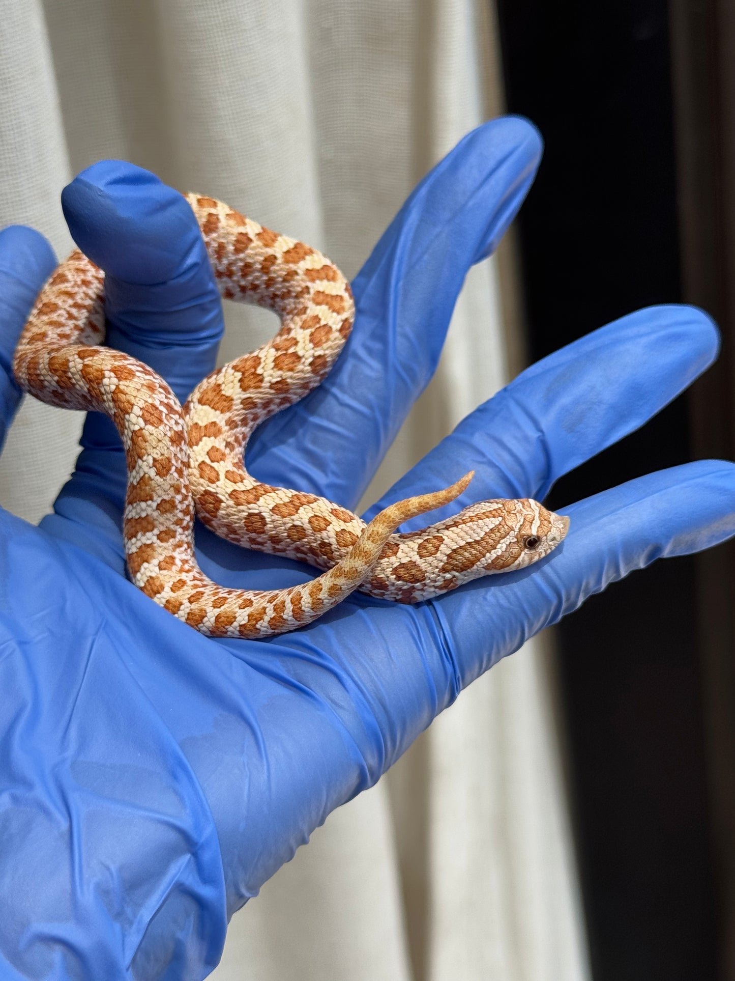 2025 太妃Het紫貂 ♀ (H25058)