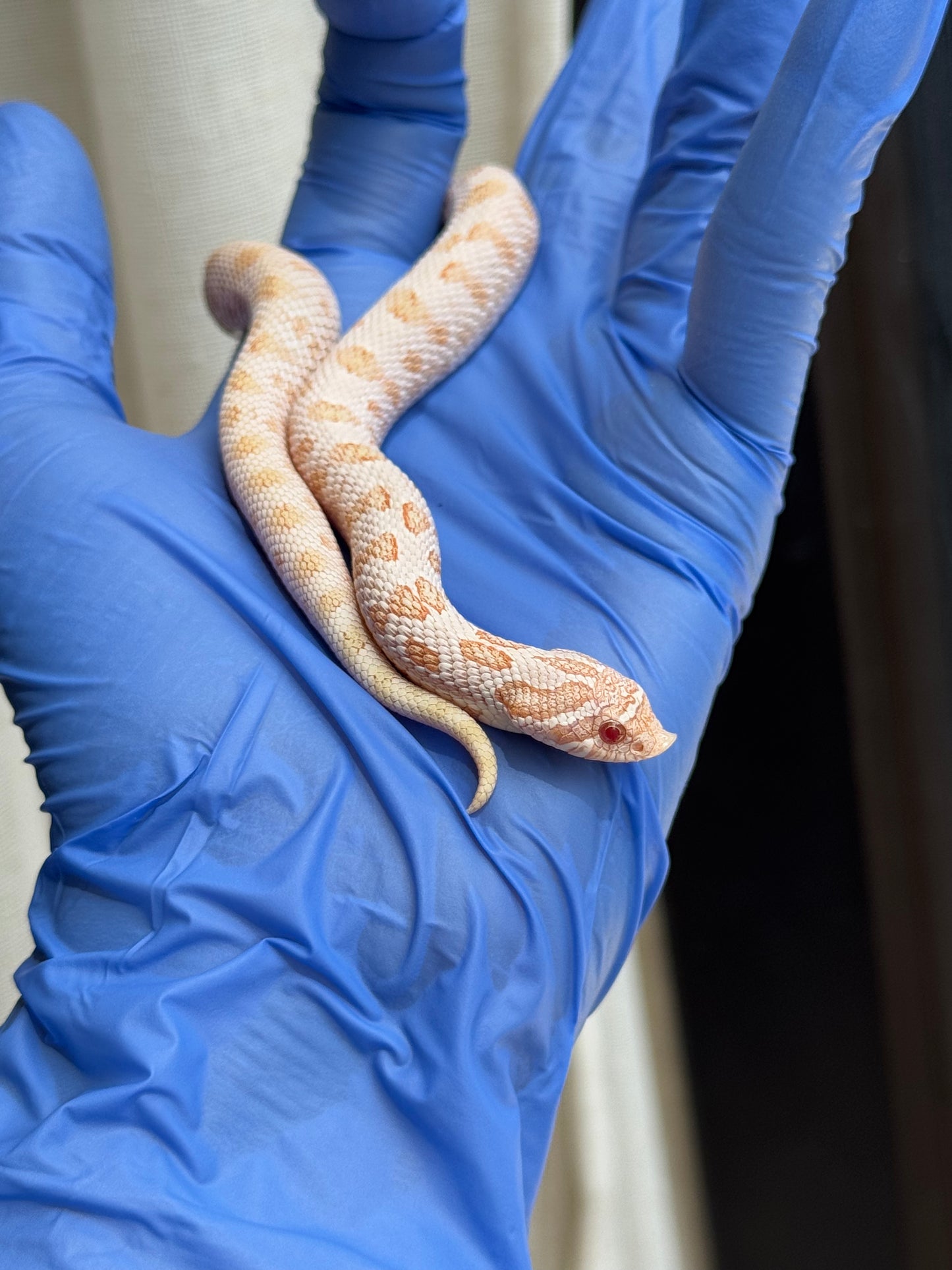 2025 白化北極康達Het太陽爆炸 ♀ (H25118)