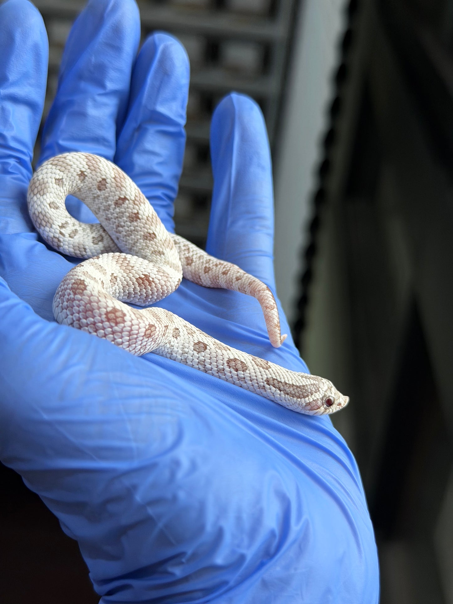 2025 北極毒藥康達 ♀ (H25386)