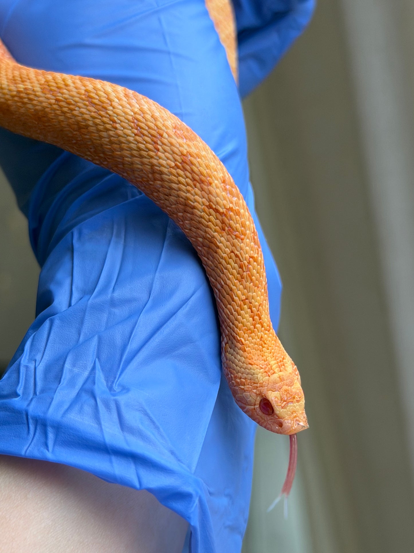 2025 太陽爆炸 ♀ (H25041)