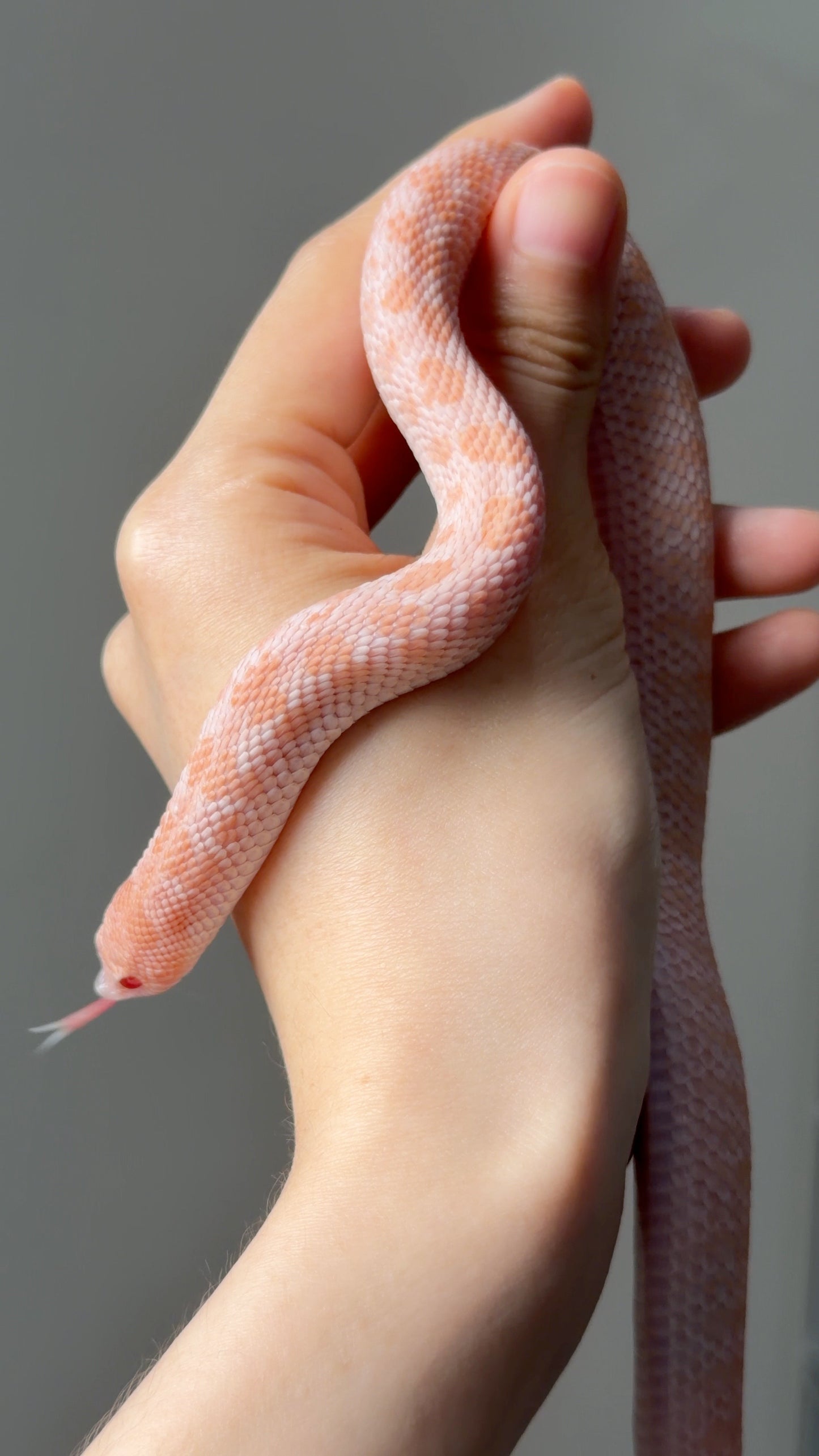 超級北極太陽爆炸