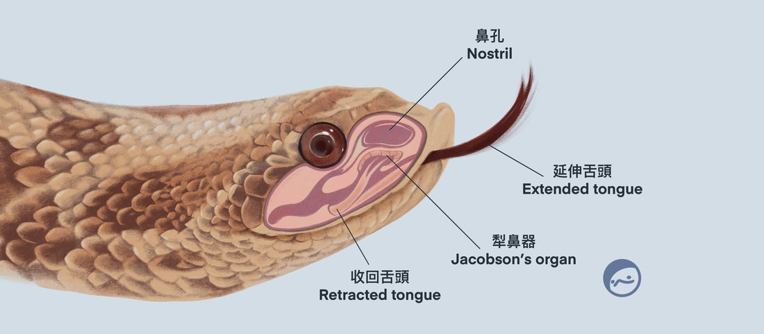 豬鼻蛇的嗅覺機制與餵食技巧