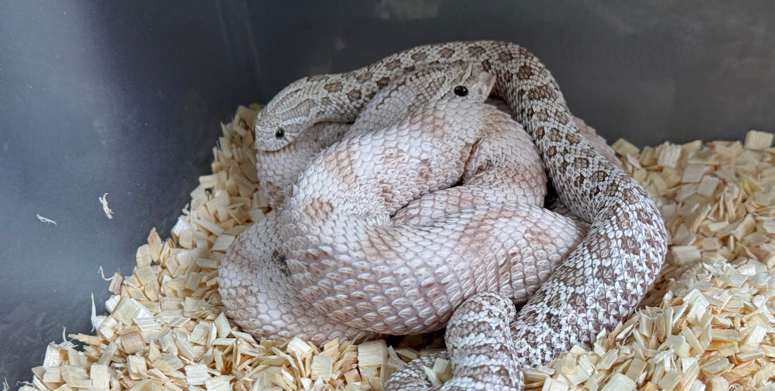 西部豬鼻蛇繁育基礎（三）：配種