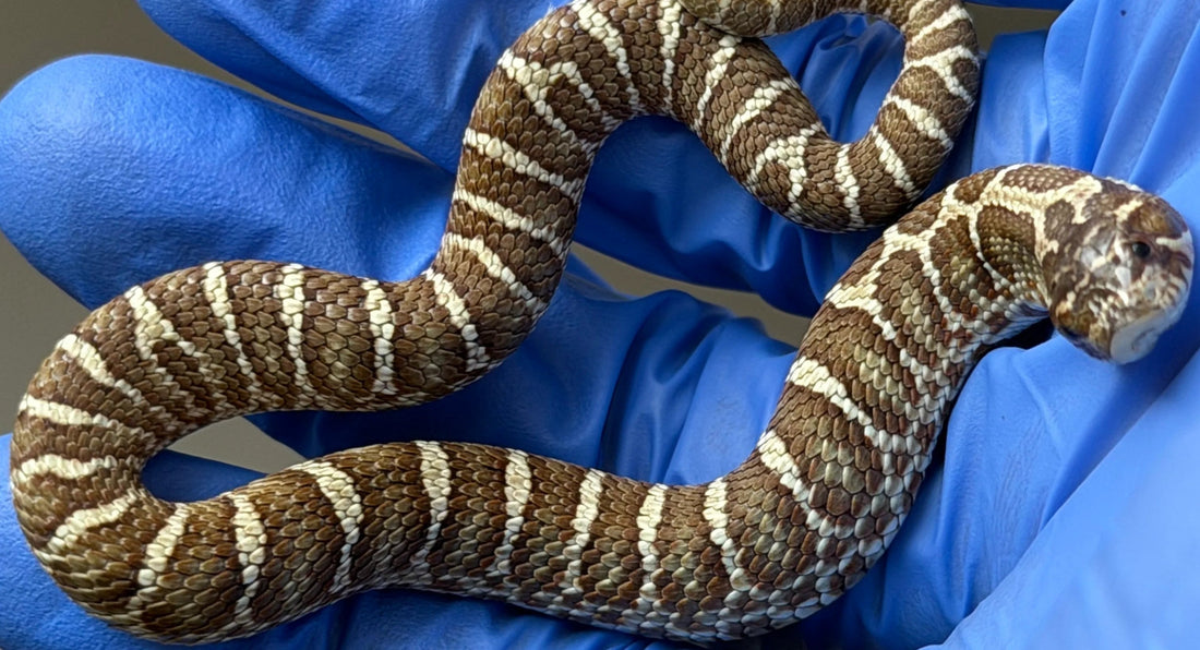 多基因選育（Polygenic）的介紹與遺傳機制
