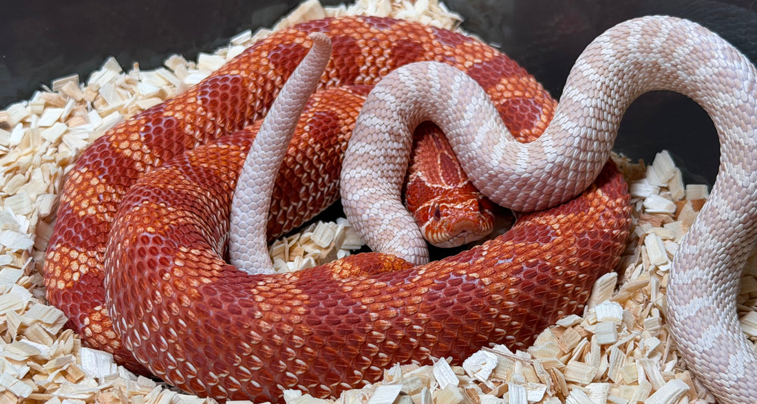 西部豬鼻蛇繁育基礎（一）：年紀與體態