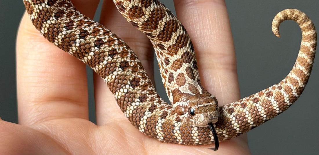 如何挑選你的第一隻豬鼻蛇