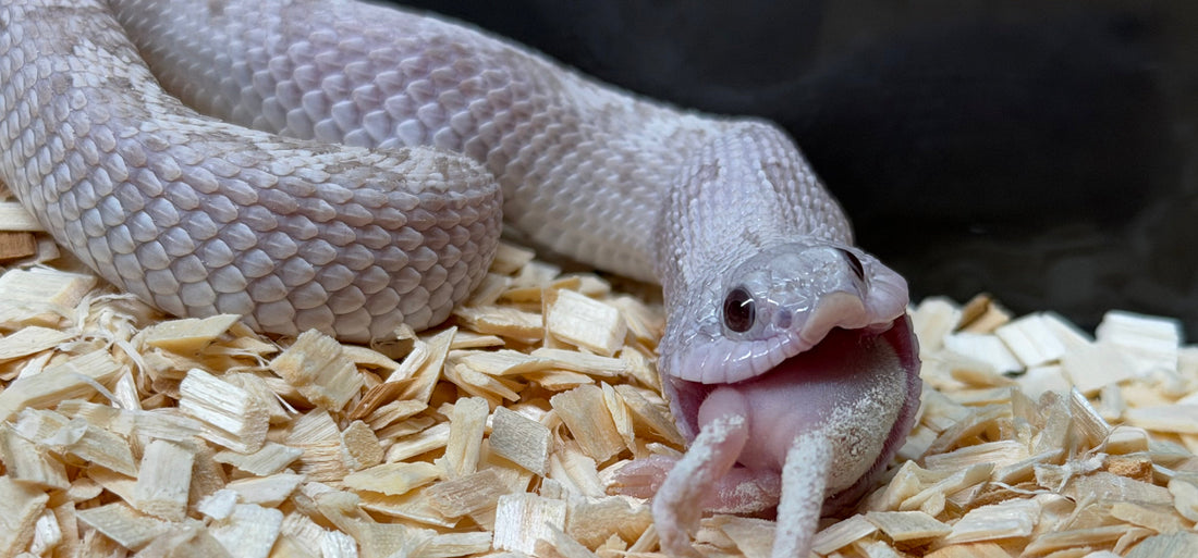 豬鼻蛇該吃多少？餵食頻率與份量的簡易指南