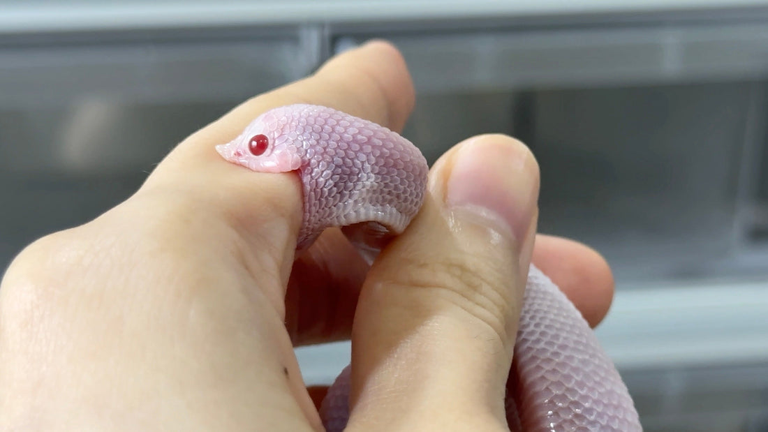 被豬鼻蛇咬了怎麼辦？