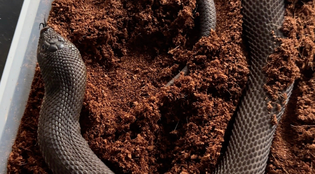 西部豬鼻蛇繁育基礎（二）：冬化簡介