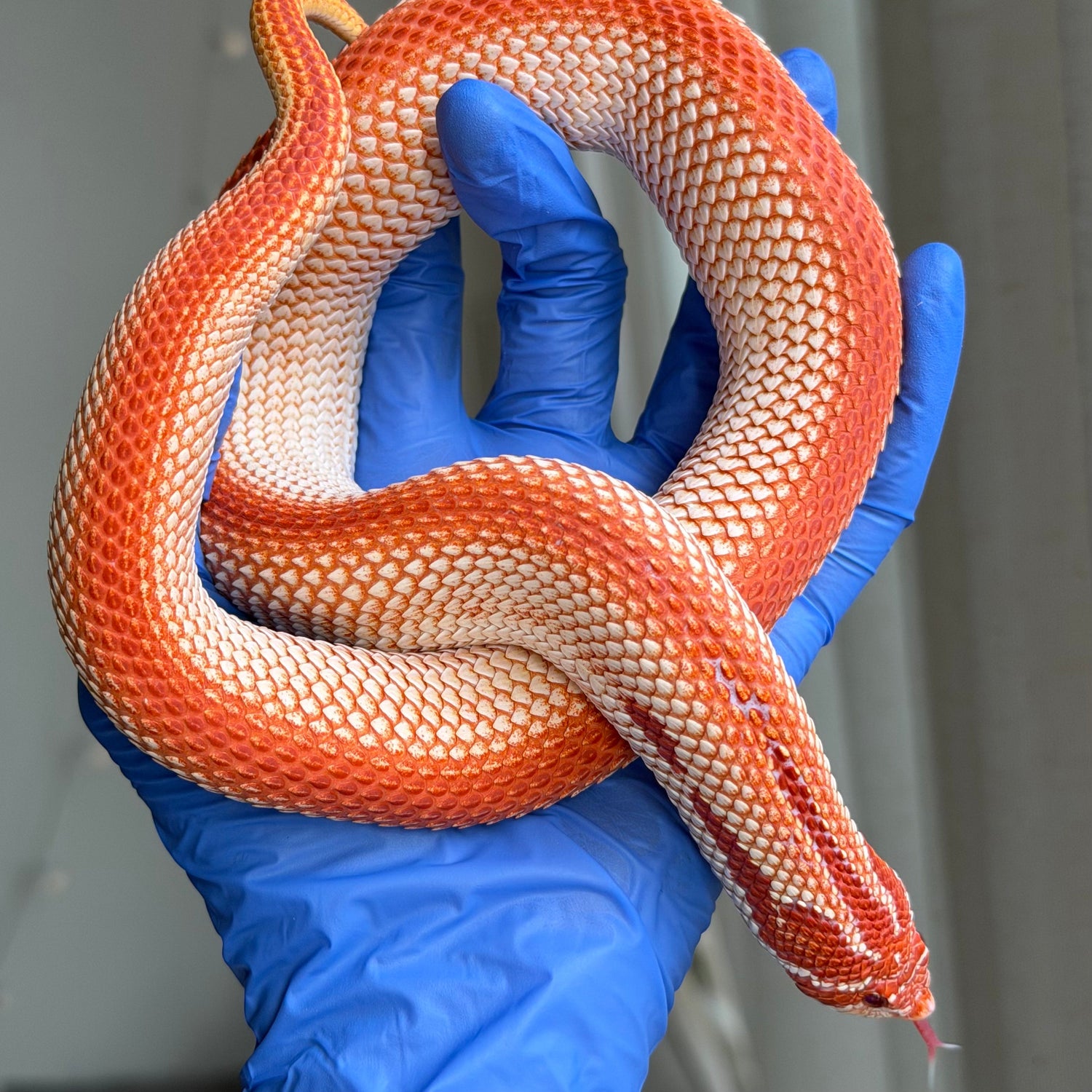 彩色爆風 (Colorblast)