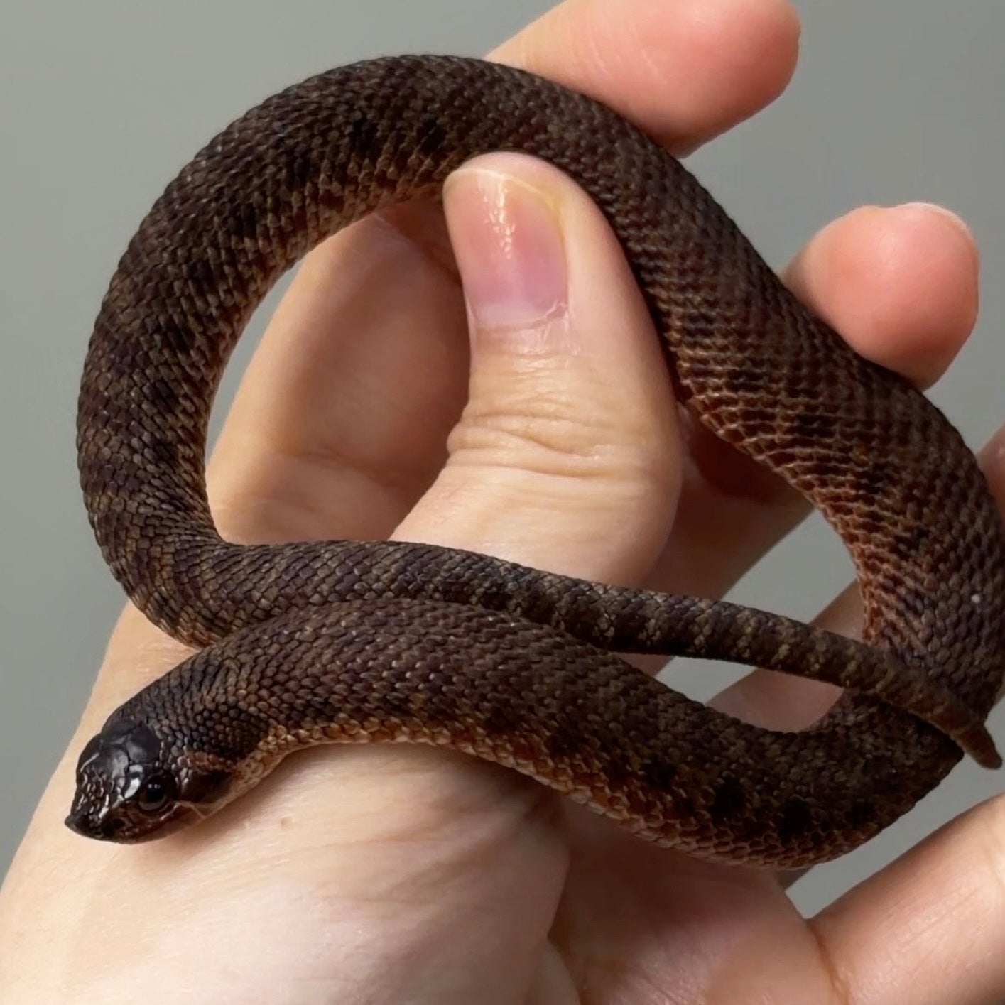 瑞士巧克力 (Swiss Chocolate)