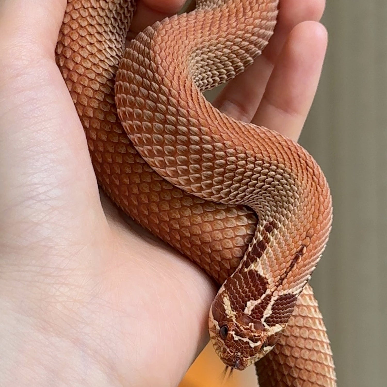 超級康達 (Super Conda)