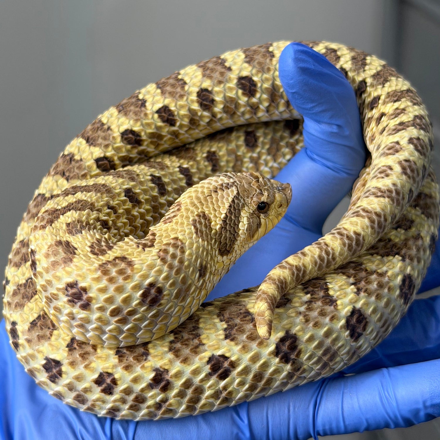 檸檬鬼 (Lemon Ghost)