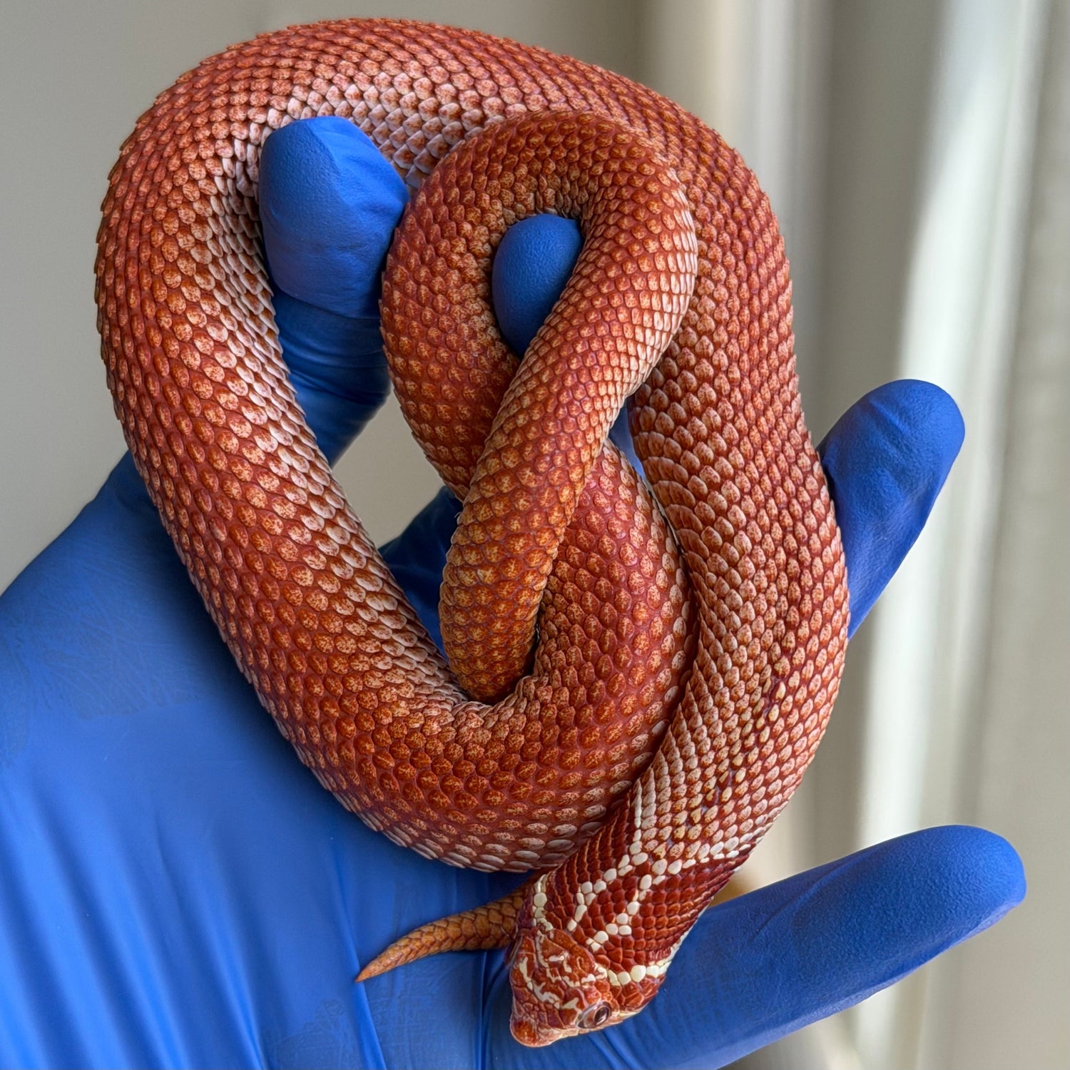 極端紅 (Extreme Red)