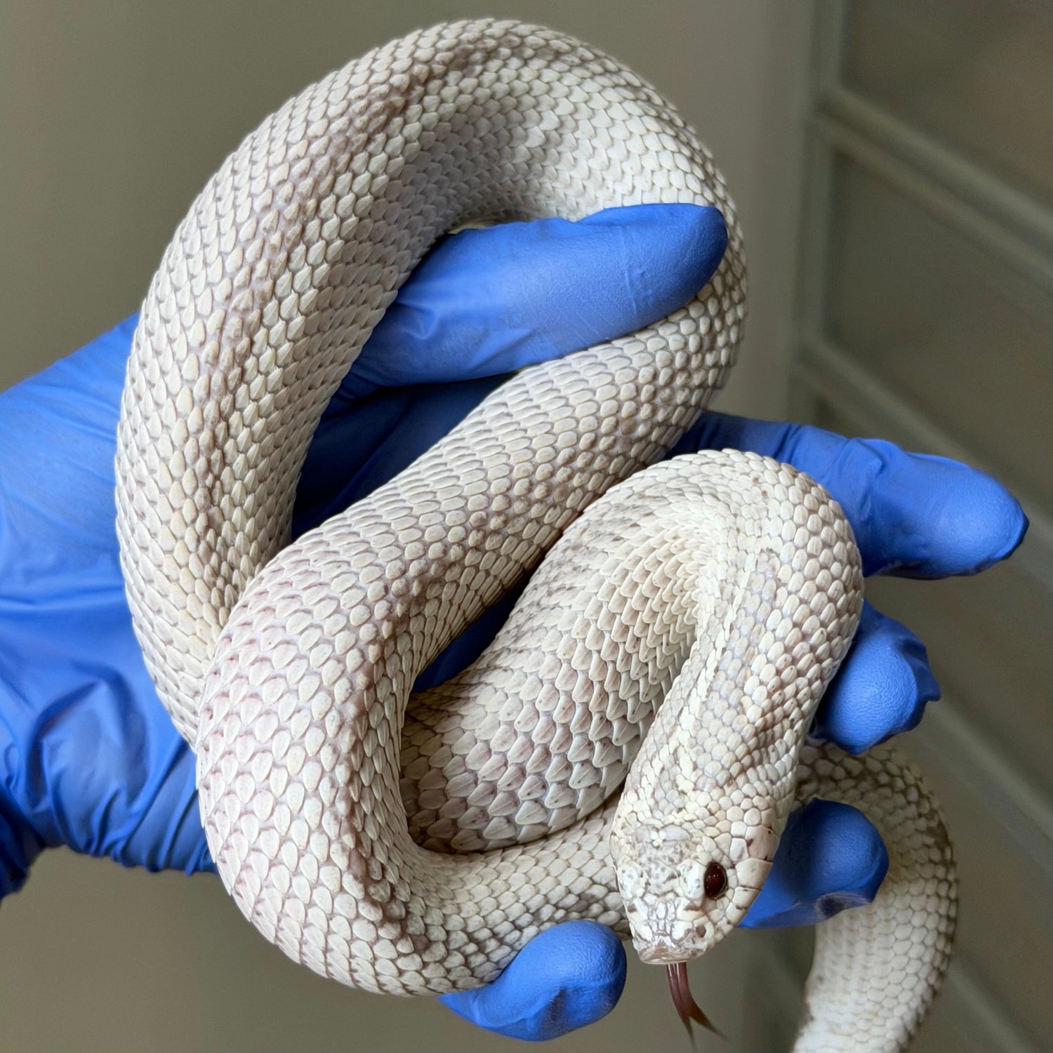 交響曲 (Symphony)