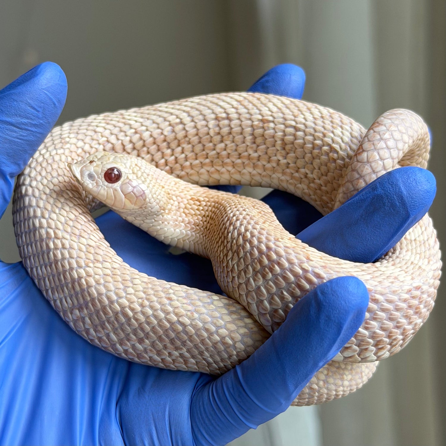 粉紅淡彩 (Pink Pastel Albino)