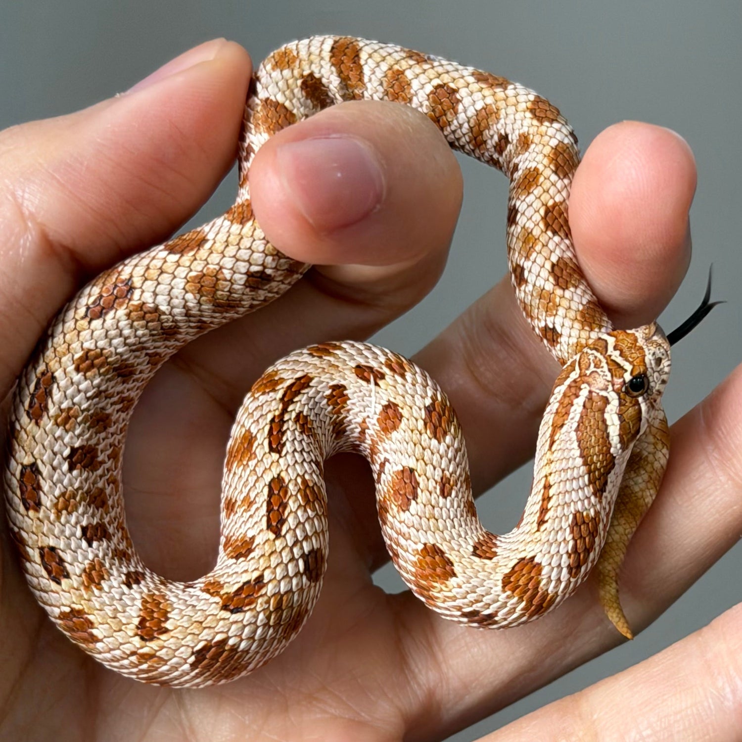 RBE淡彩 (RBE Pastel)