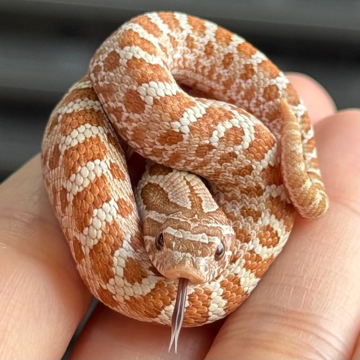 太妃 (Toffee Belly)