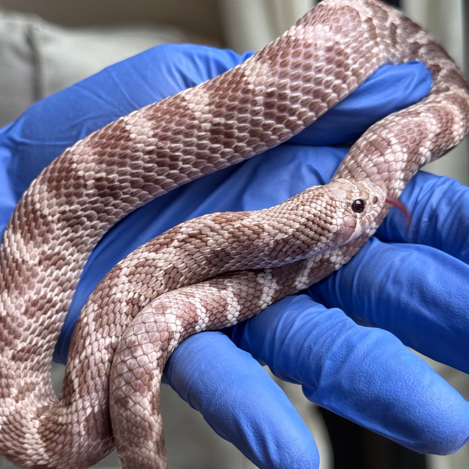 薰衣草 (Lavender)