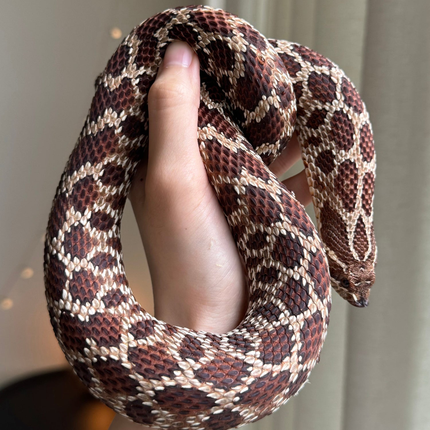 紫線 (Purple Line)