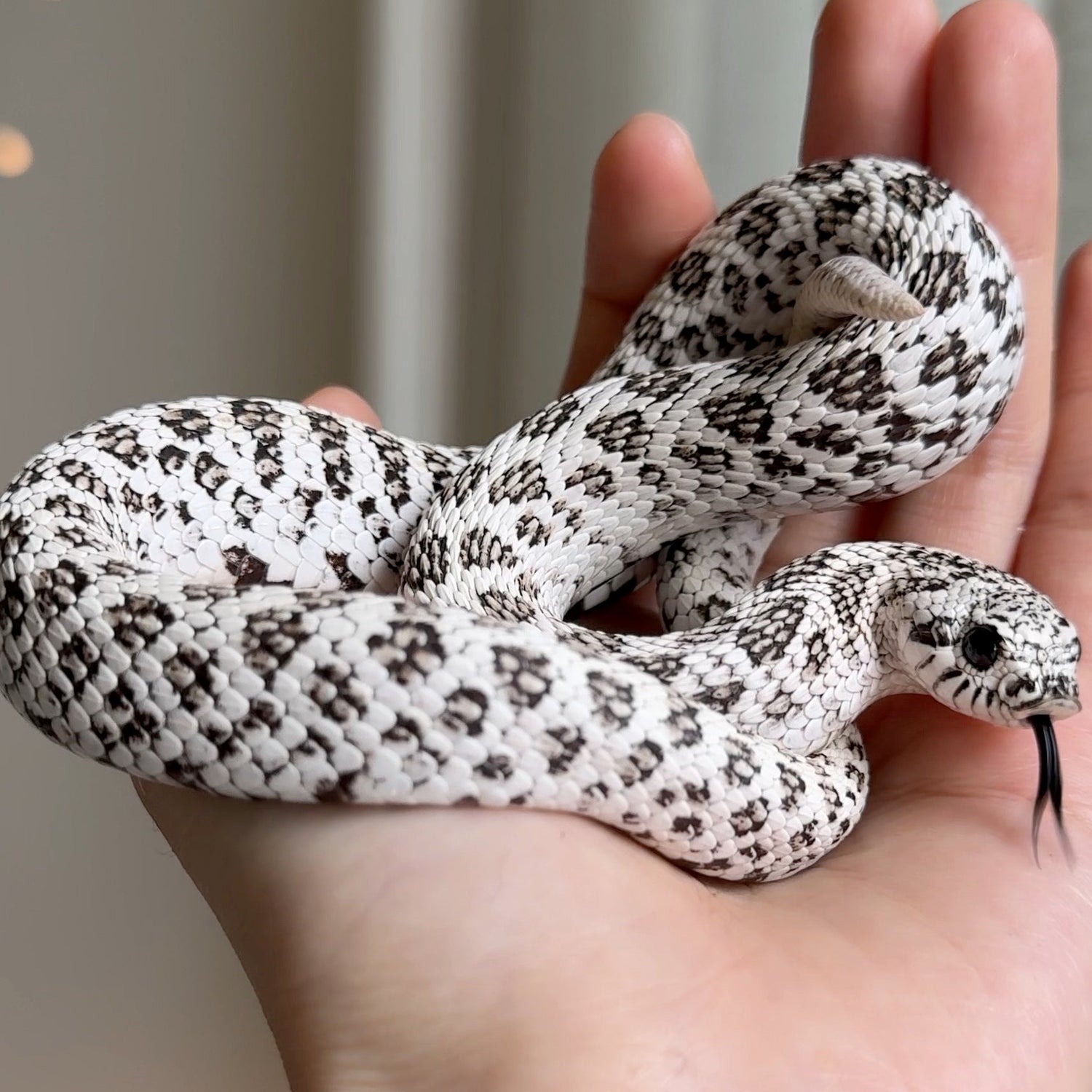 超級北極 (Super Arctic)