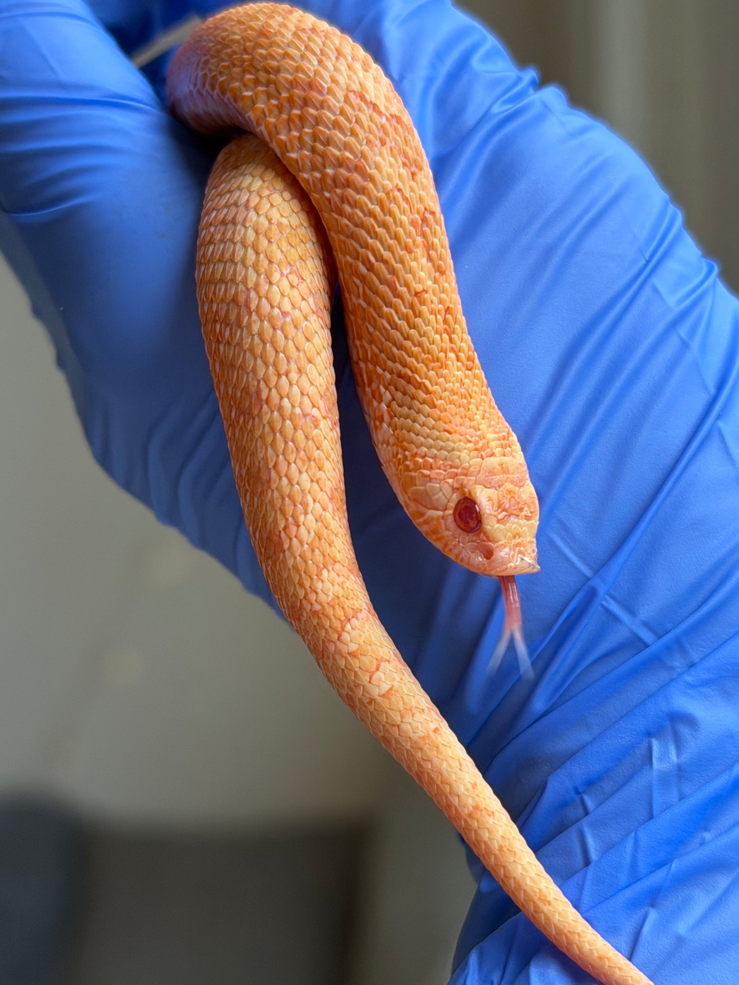 2025 太陽爆炸 ♀ (H25041)