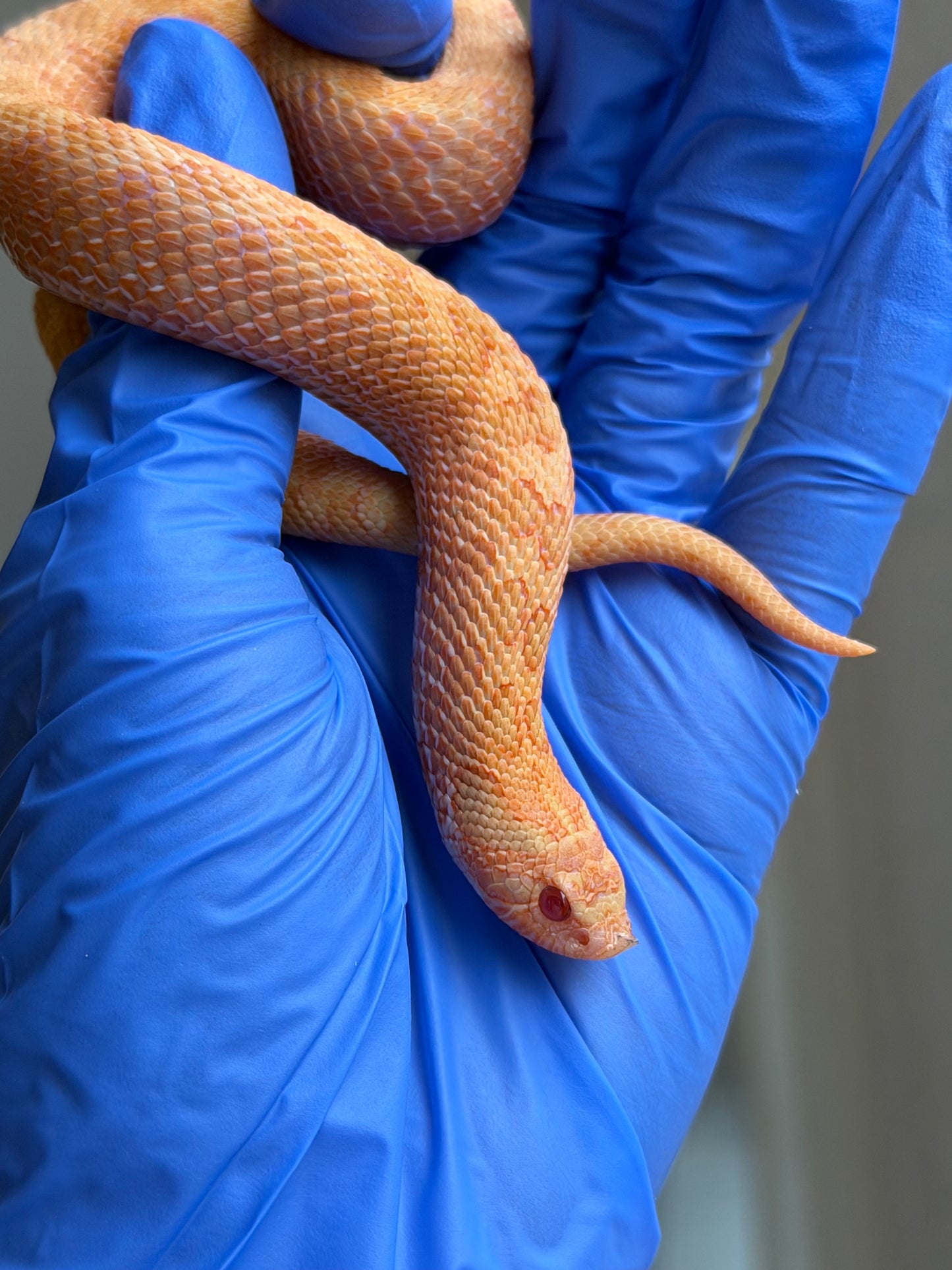 2025 太陽爆炸 ♀ (H25041)