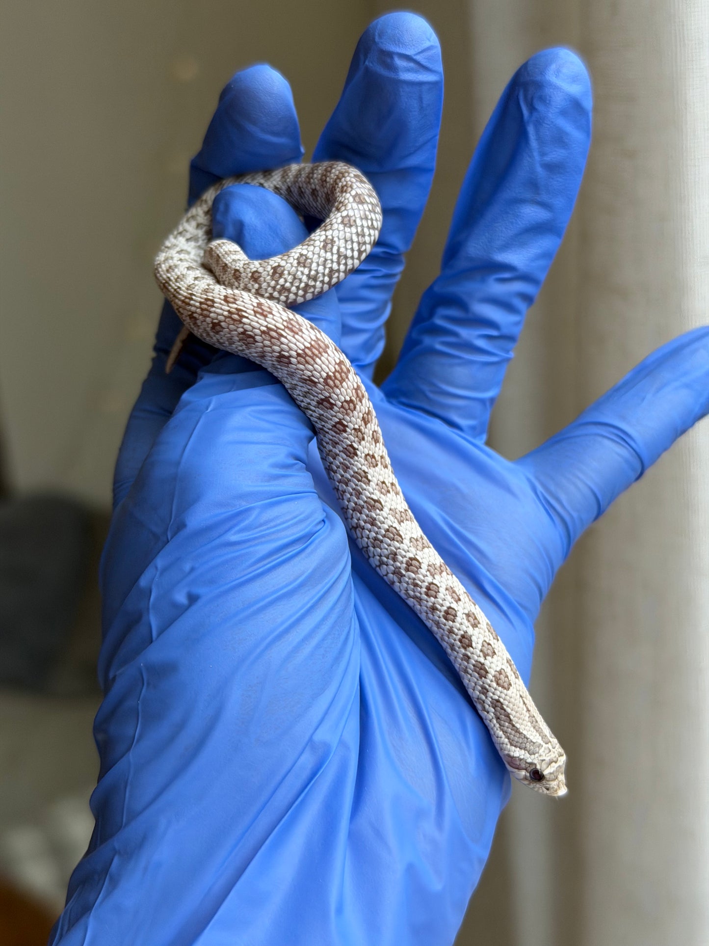 2025 北極毒藥 ♀ (H25387)