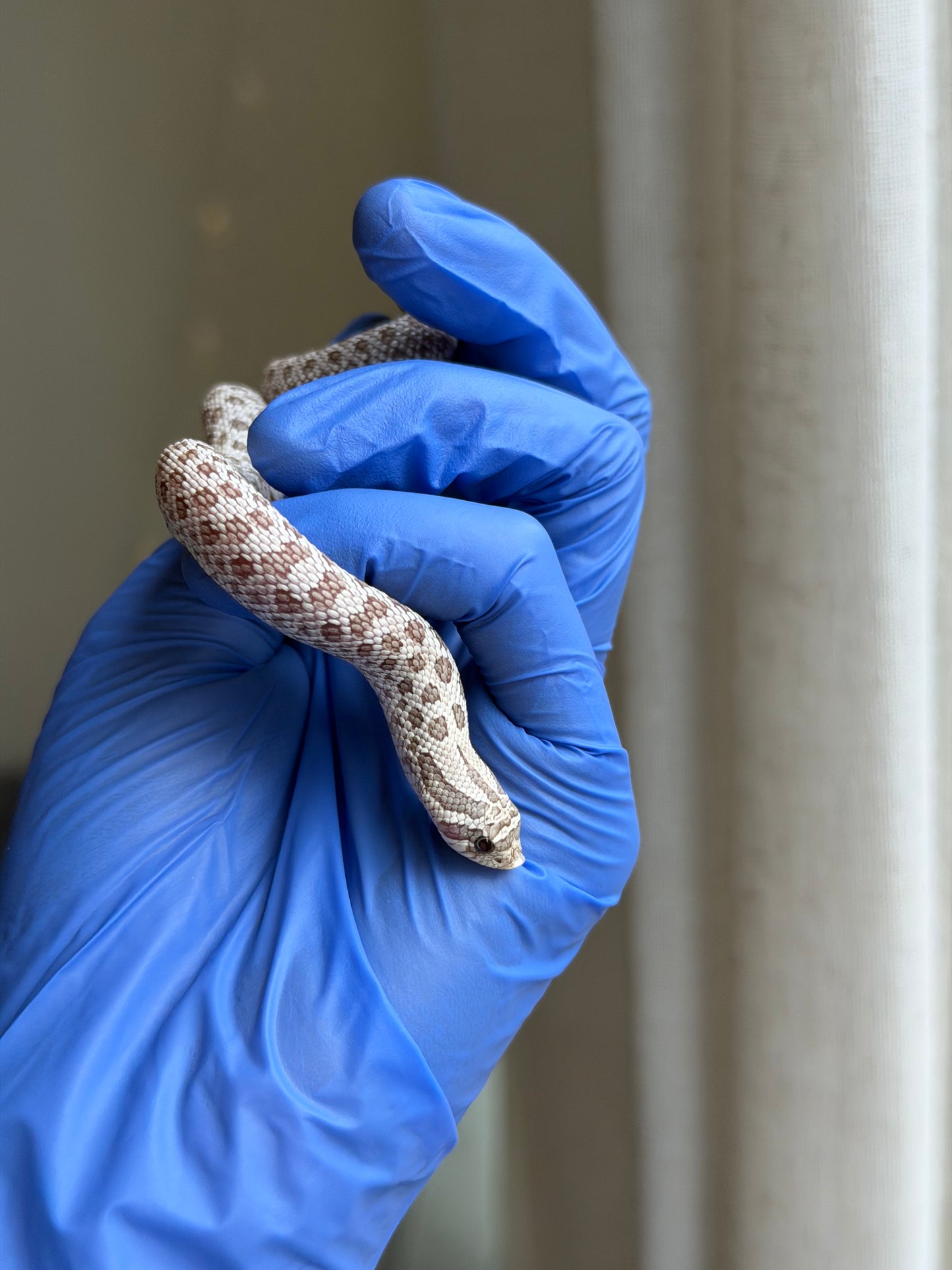 2025 北極毒藥 ♀ (H25387)