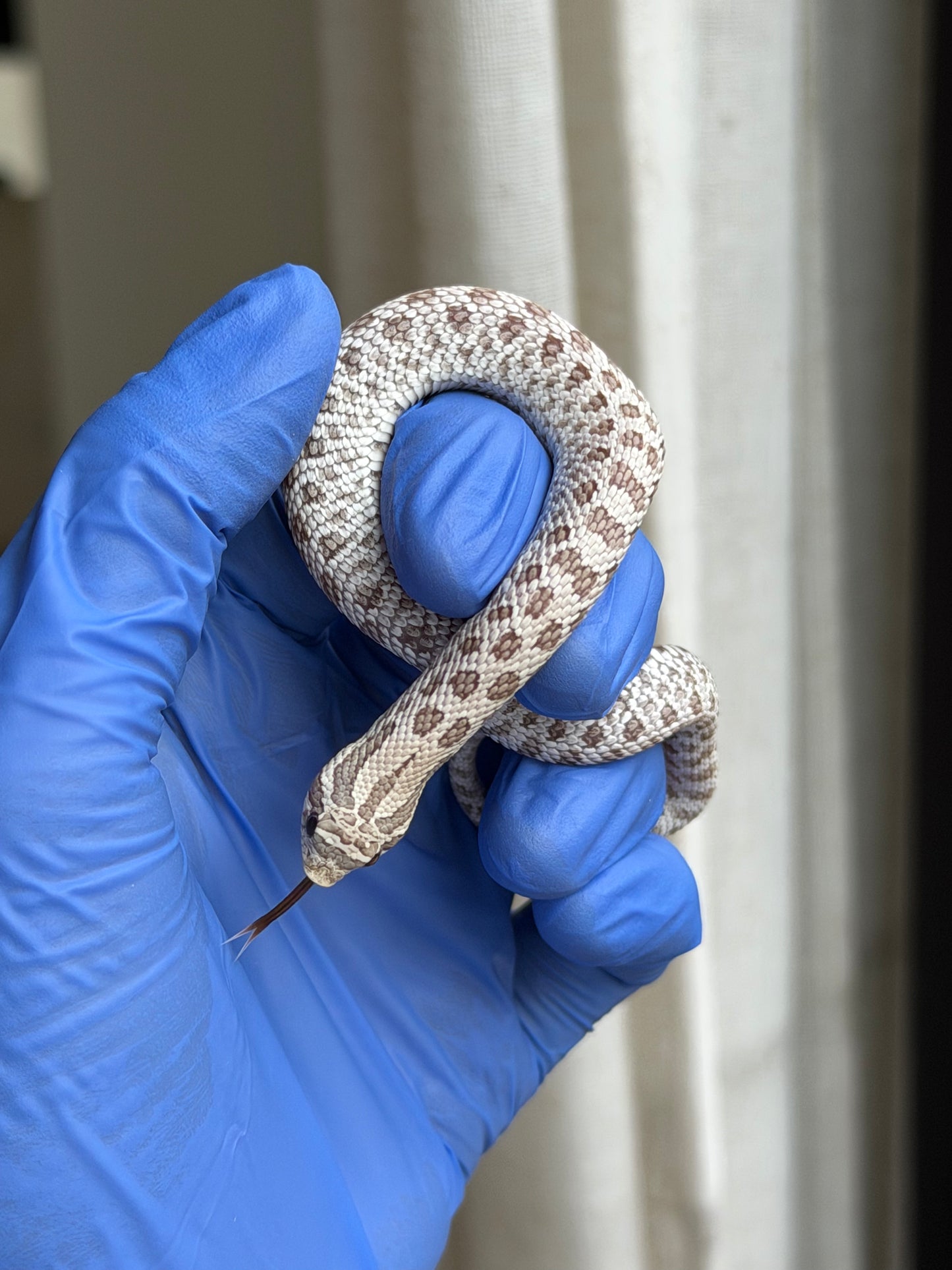 2025 北極毒藥 ♀ (H25387)