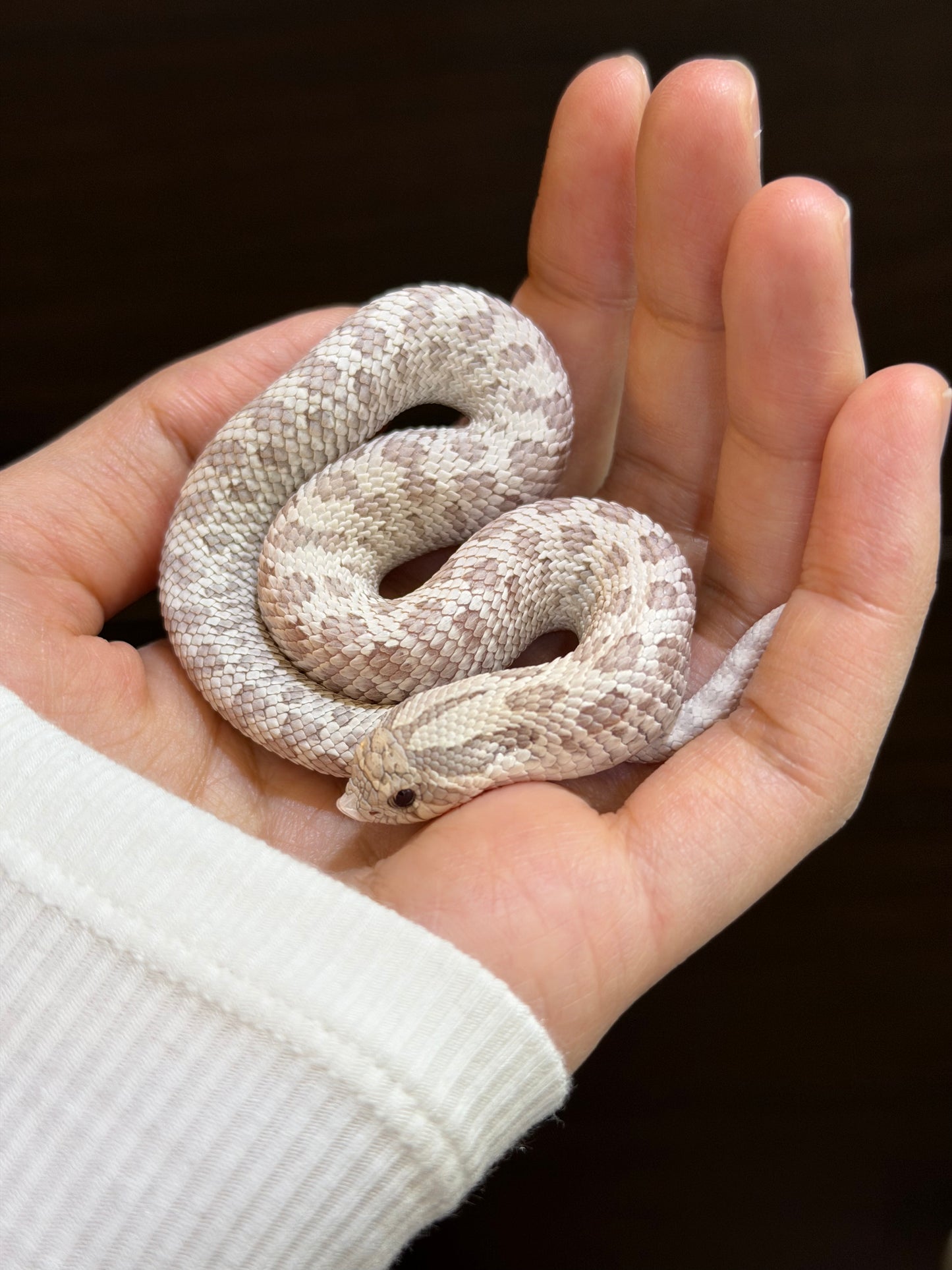 2025 北極毒藥 ♂ (H25420)