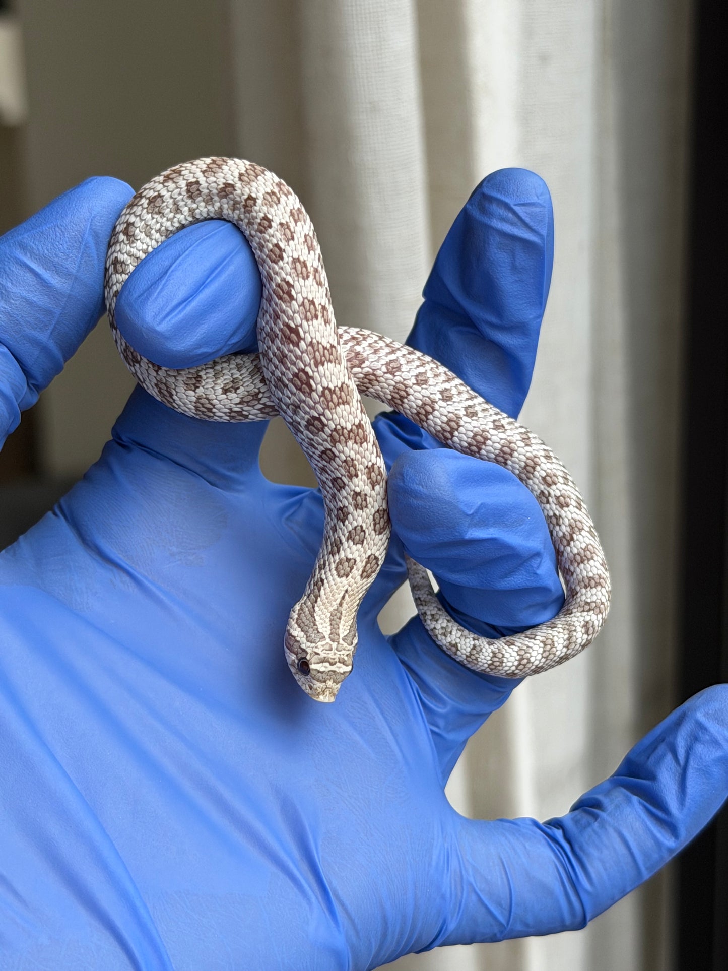 2025 北極毒藥 ♀ (H25387)