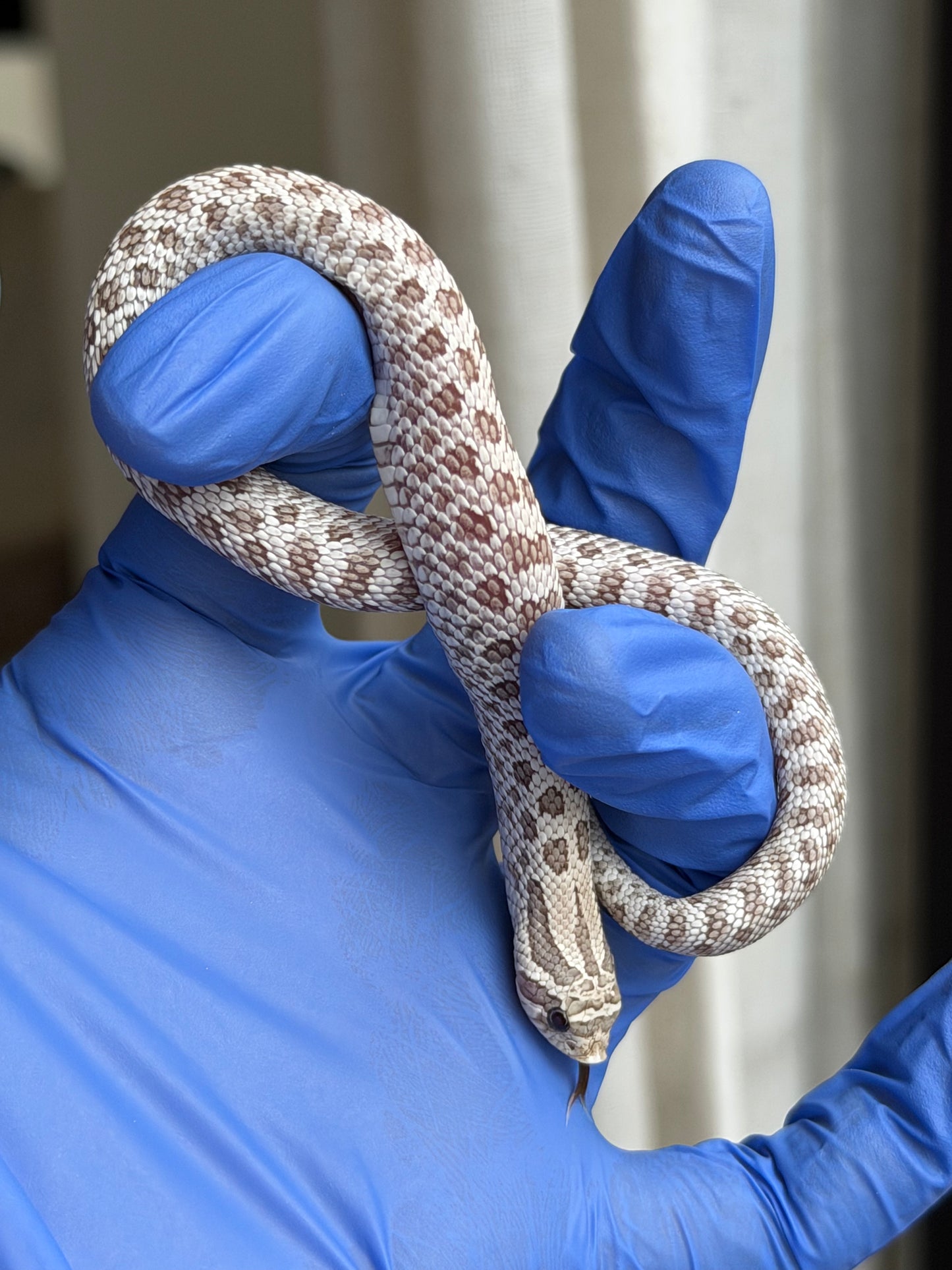 2025 北極毒藥 ♀ (H25387)