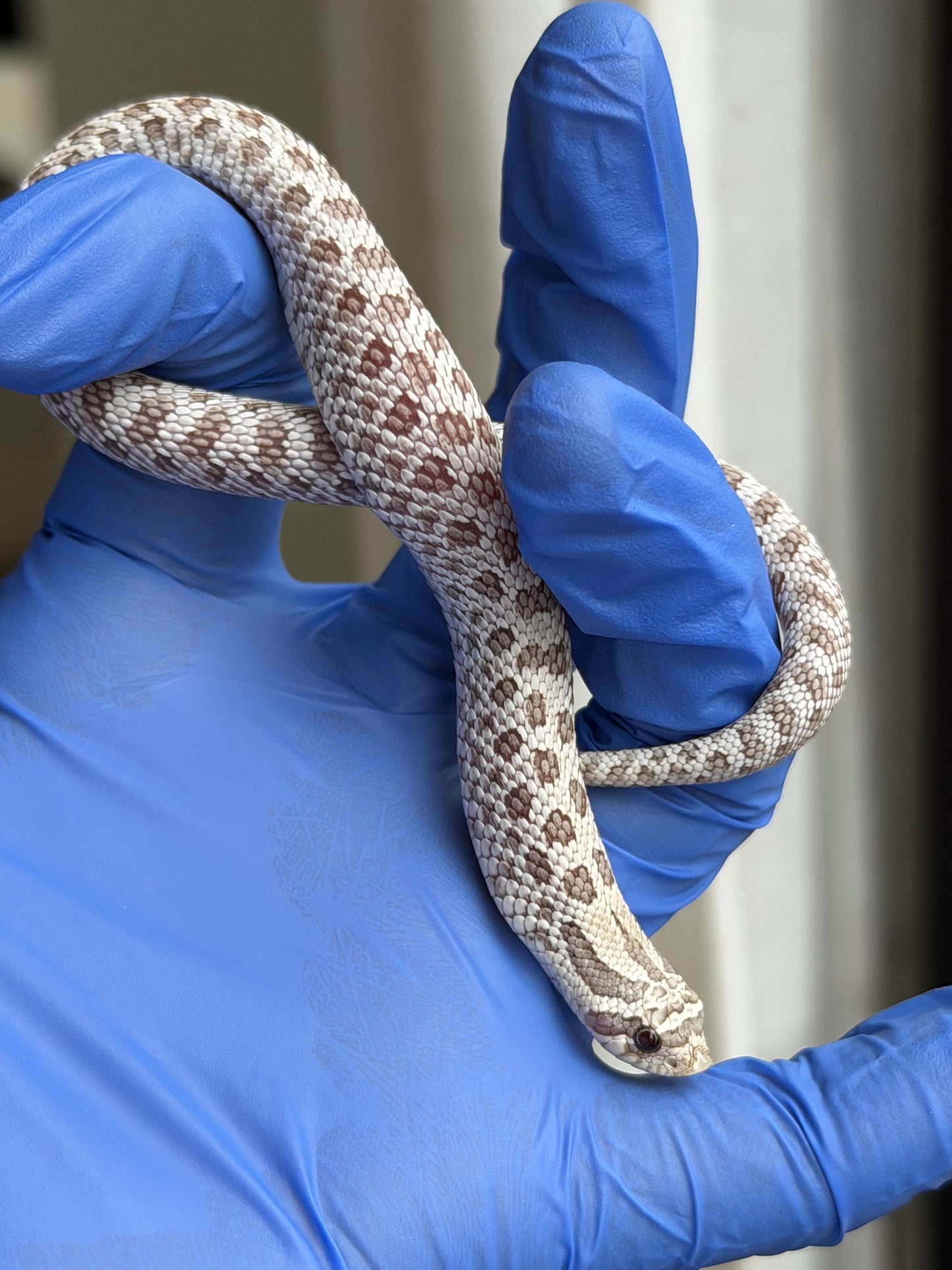 2025 北極毒藥 ♀ (H25387)