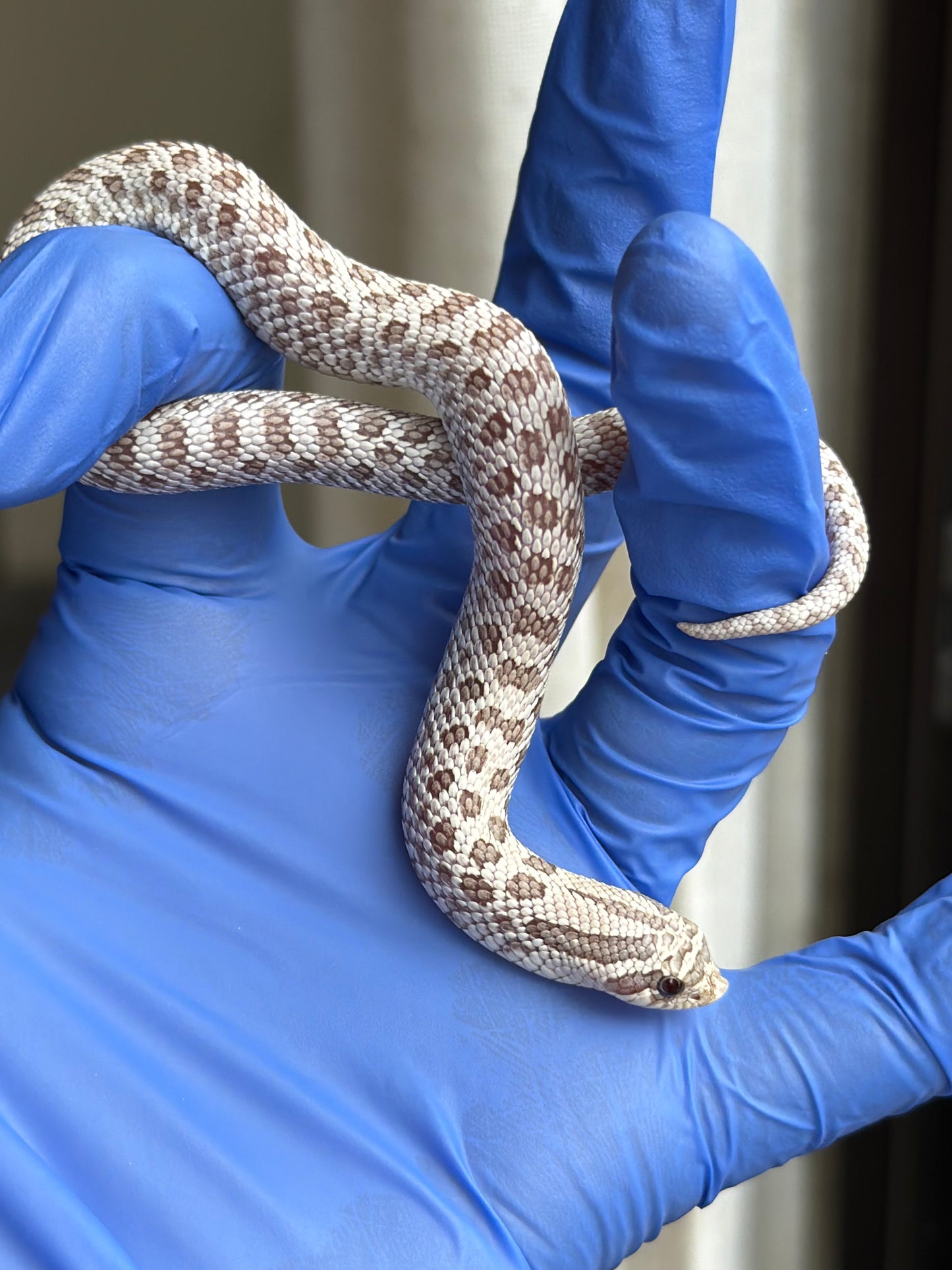 2025 北極毒藥 ♀ (H25387)