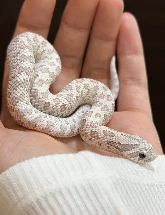 2025 北極毒藥 ♂ (H25420)