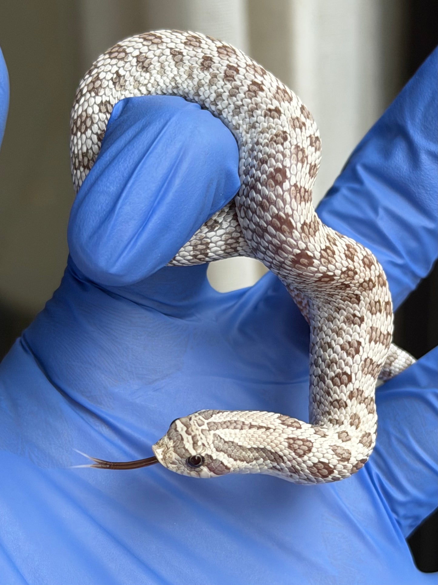 2025 北極毒藥 ♀ (H25387)